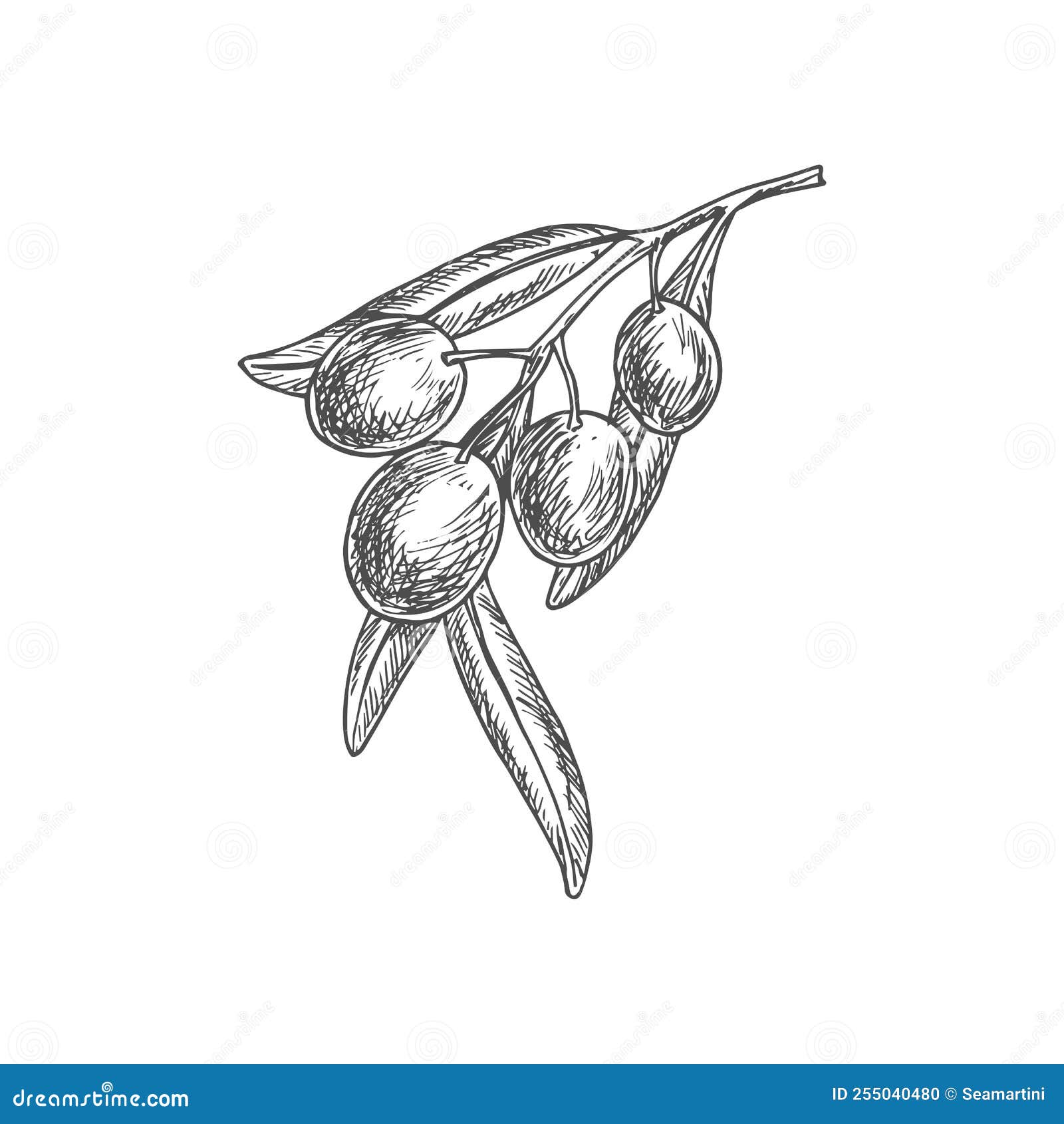 Sketch Olive Berries, Vector Natural Vegetable Stock Illustration