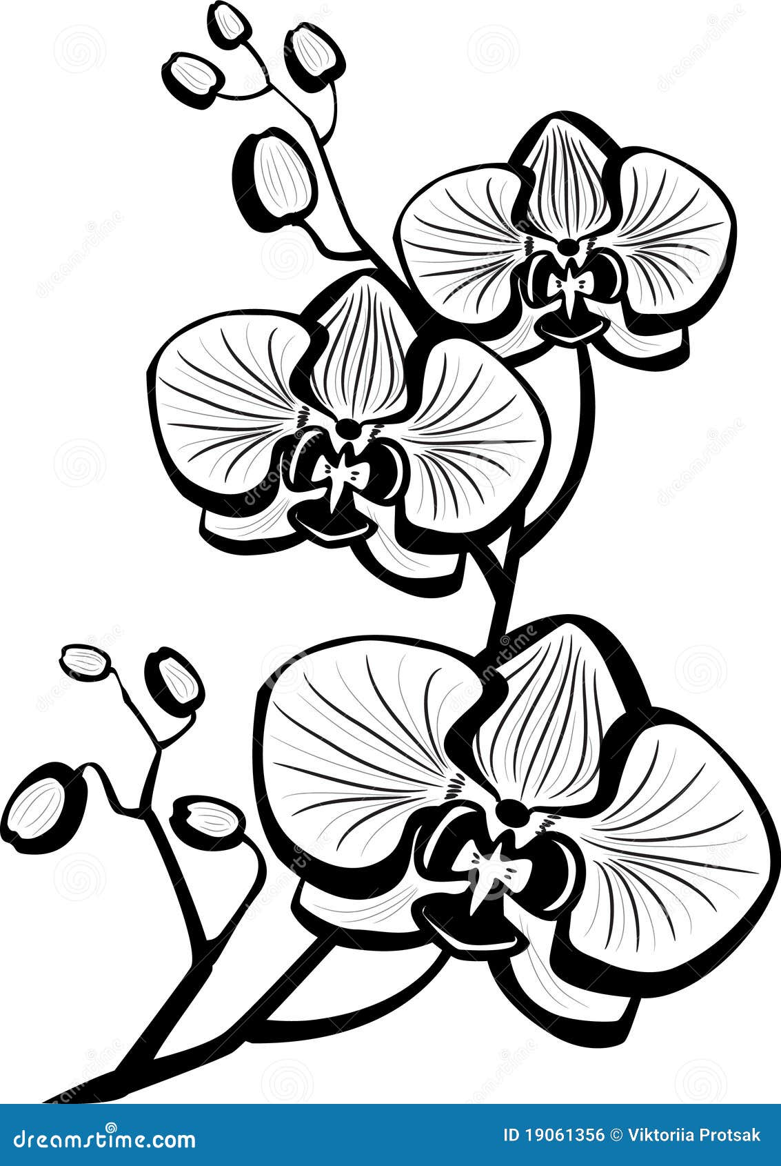 Sketch Of Orchid Flowers Royalty Free Stock Image Image 19061356