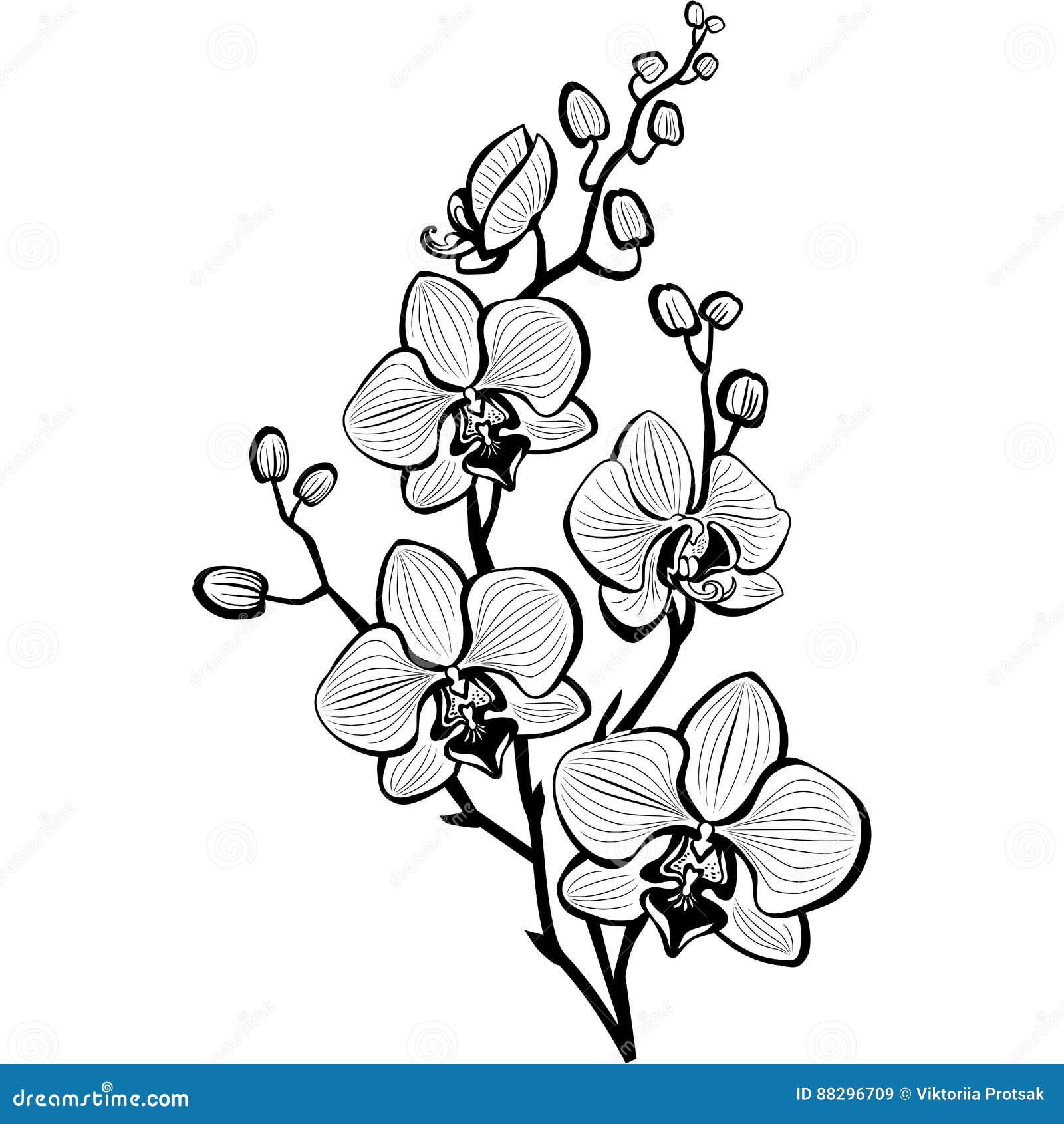 sketch of orchid flowers