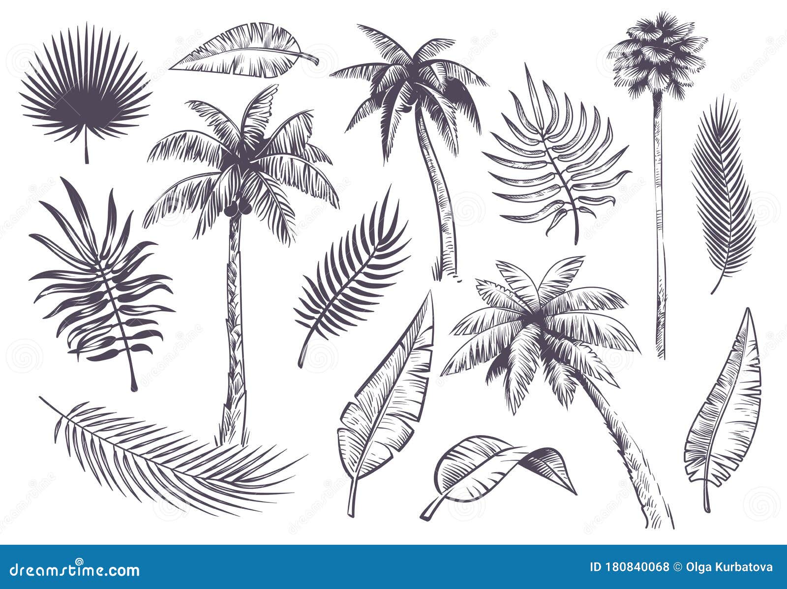 sketch palm trees and leaves. hand drawn tropical palms and leaf, black line silhouette exotic plants hawaii natura