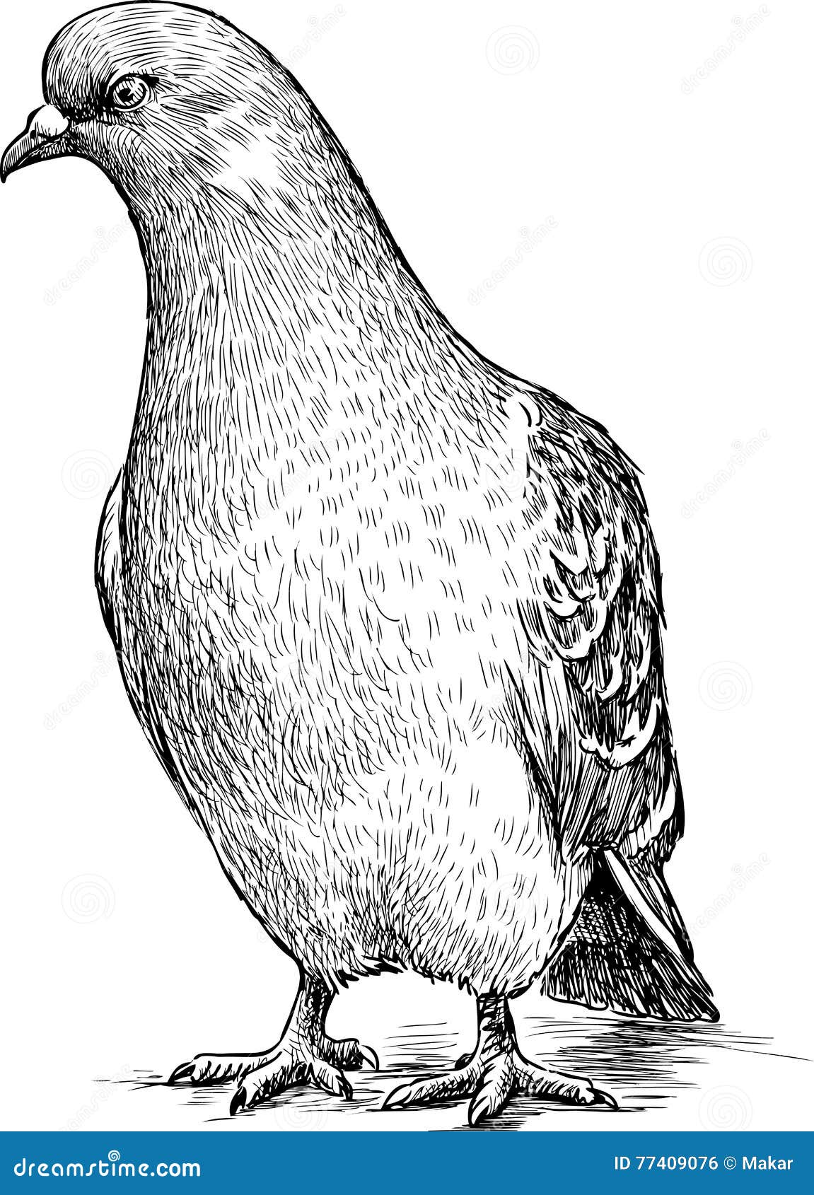 Premium Vector | Realistic hand drawn dove pigeon purebred bird vector  sketch