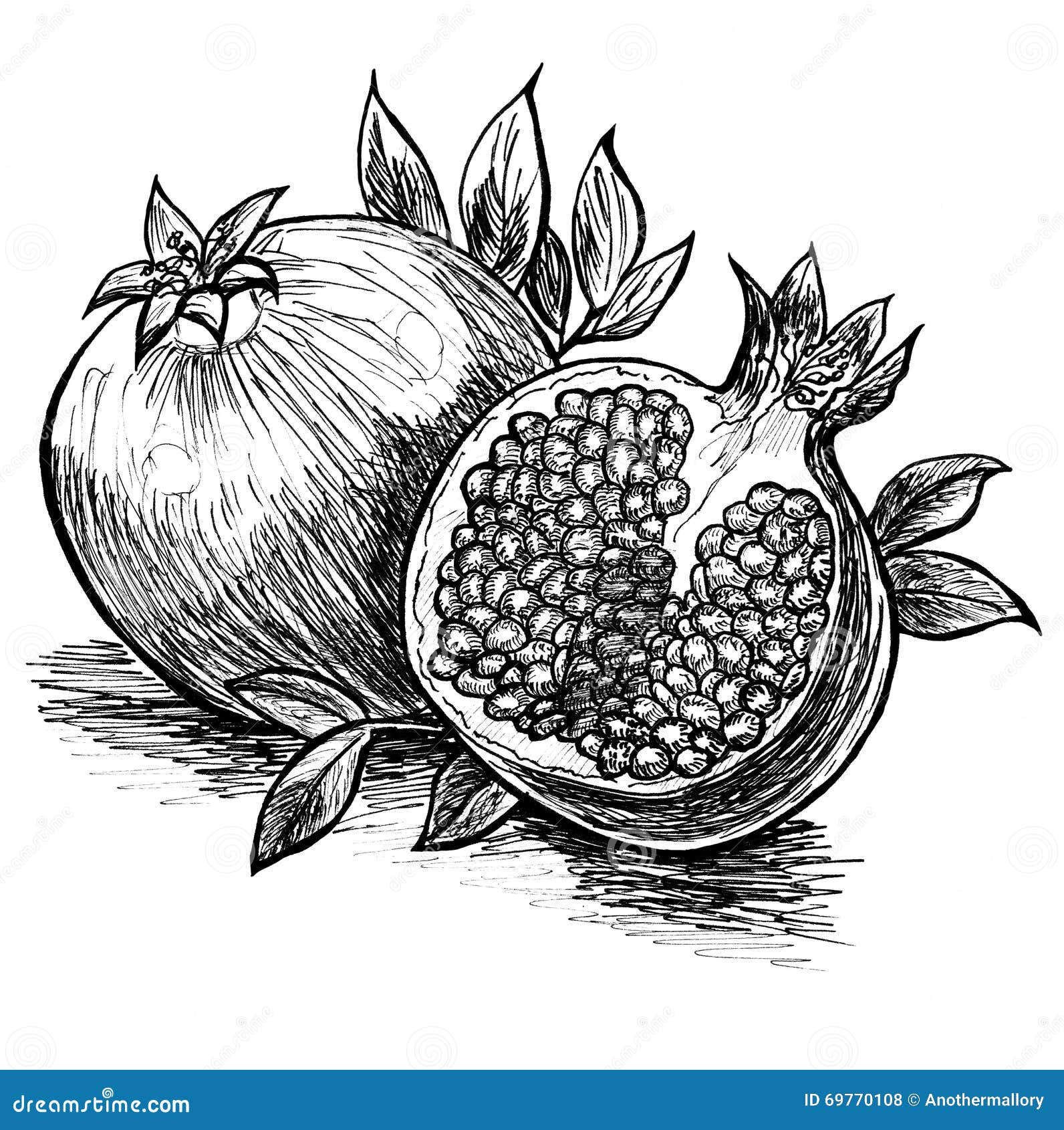 Red pomegranate isolated sketch, forbidden fruit. Pomegranate isolated  fruit sketch. vector red whole garnet, punica granatum | CanStock