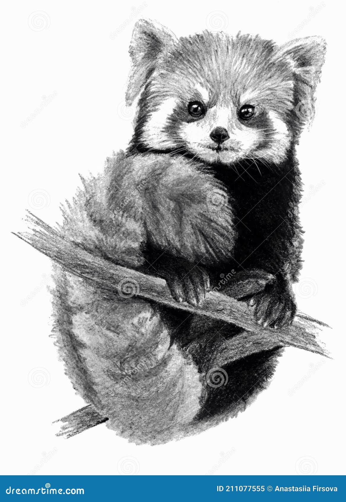 Red Panda Isolated On White Background Detailed Animal Drawing Monochrome Image Stock Illustration Illustration Of Creature Square