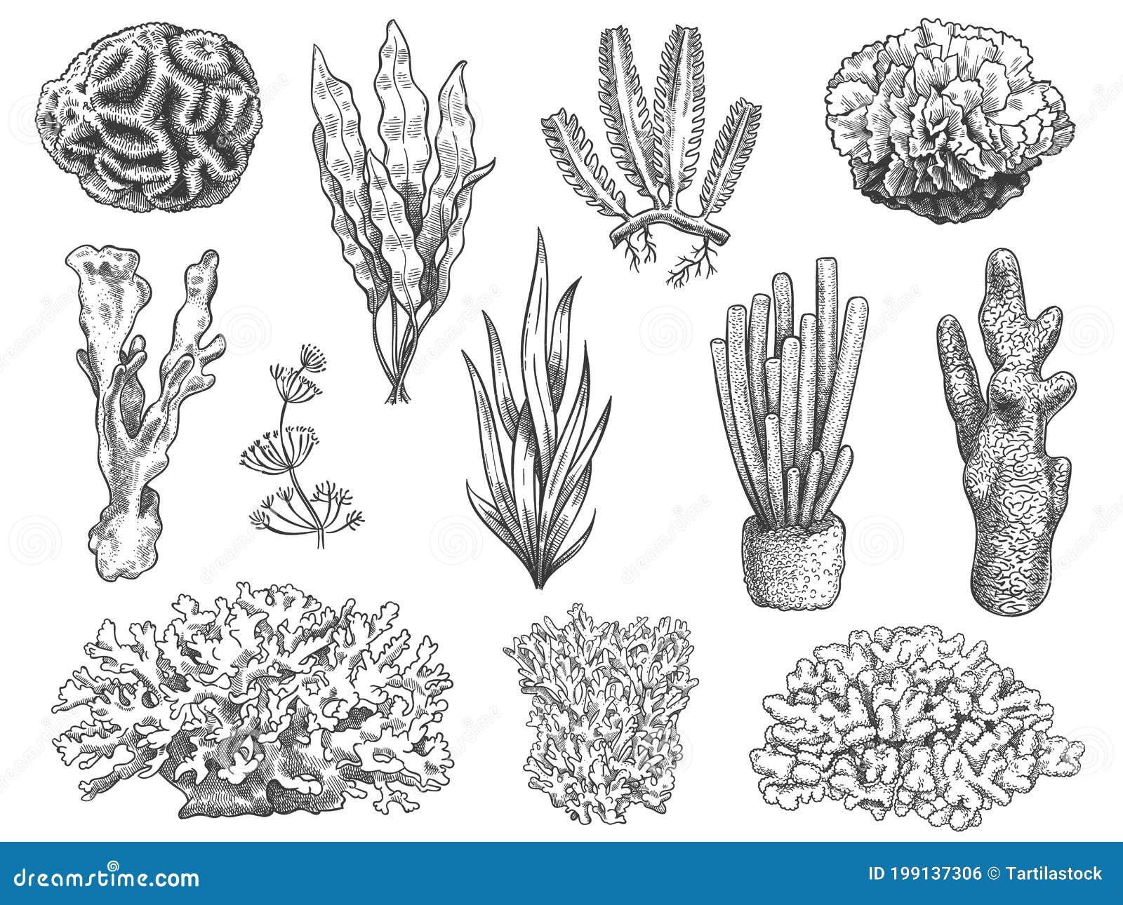 Aggregate more than 144 drawing of aquatic plant - seven.edu.vn