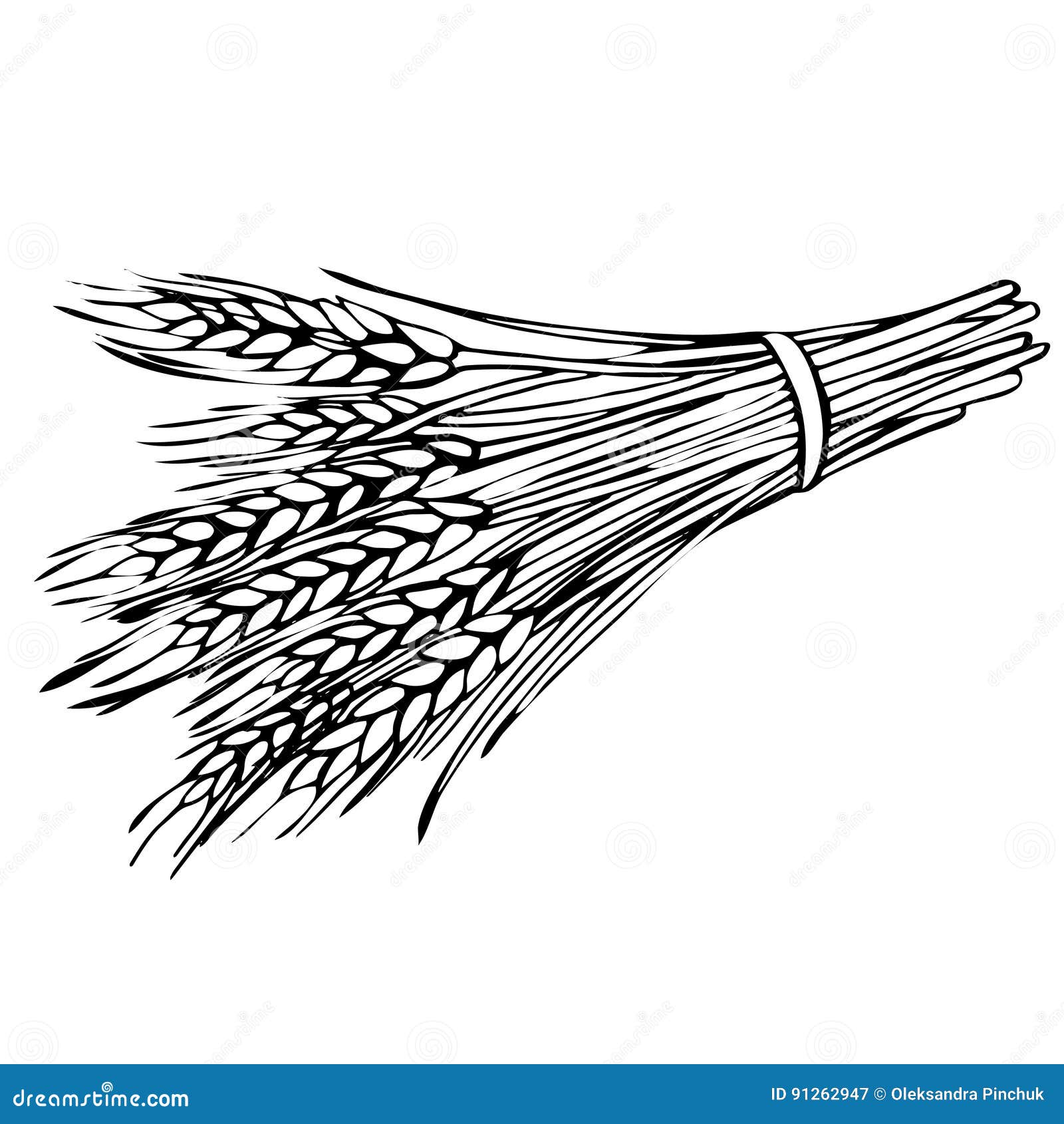 Sketch Sheaf Of Wheat Stock Vector Illustration Of Healthy