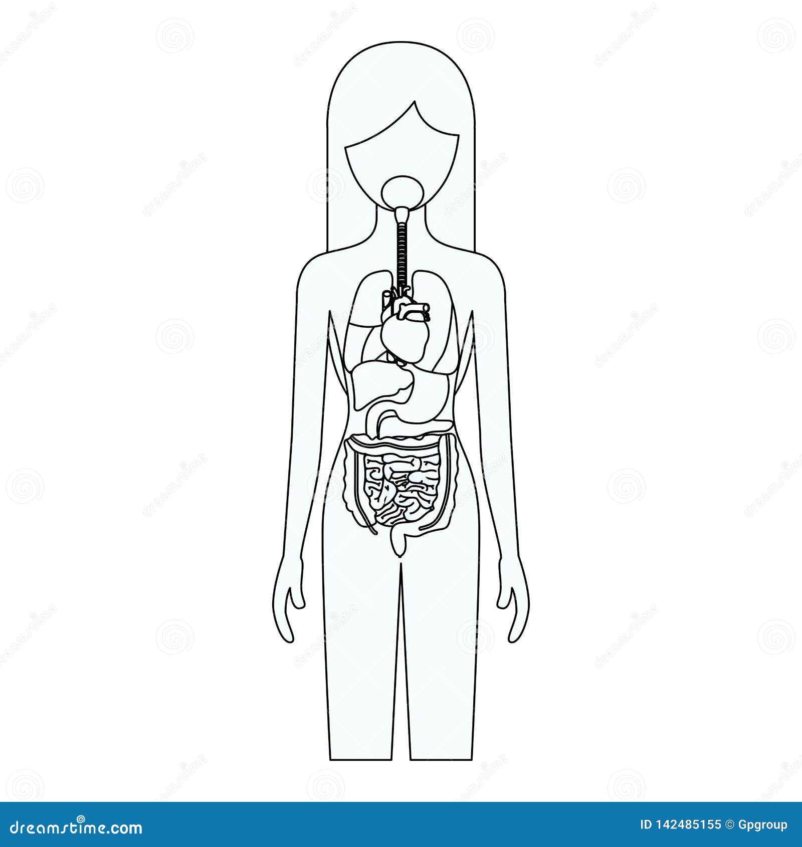 Sketch Silhouette Of Female Person With Internal Organs System Of Human