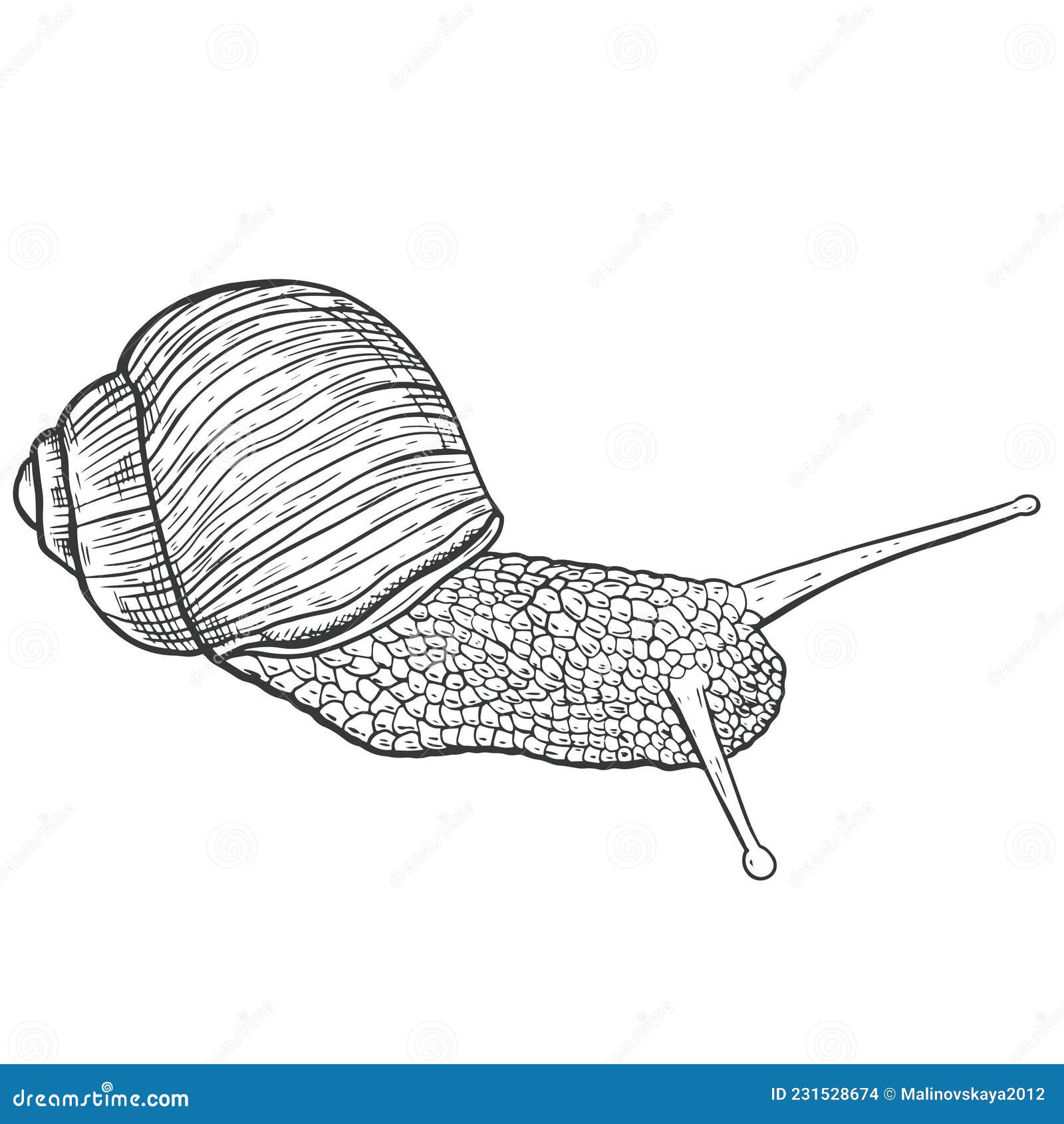 sketch snail hand drawing vintage style.