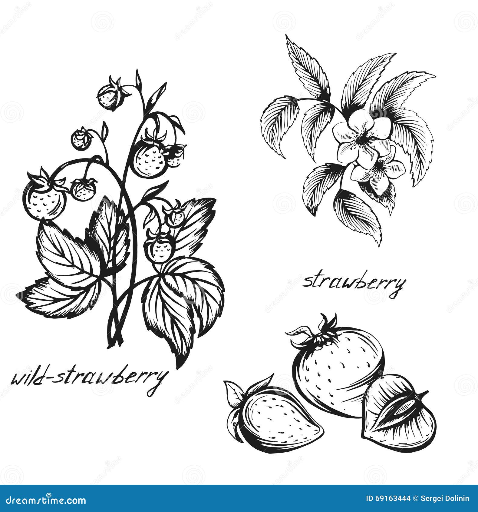Sketch of a Strawberry Flowers , Berries , Strawberries , Sketch Stock