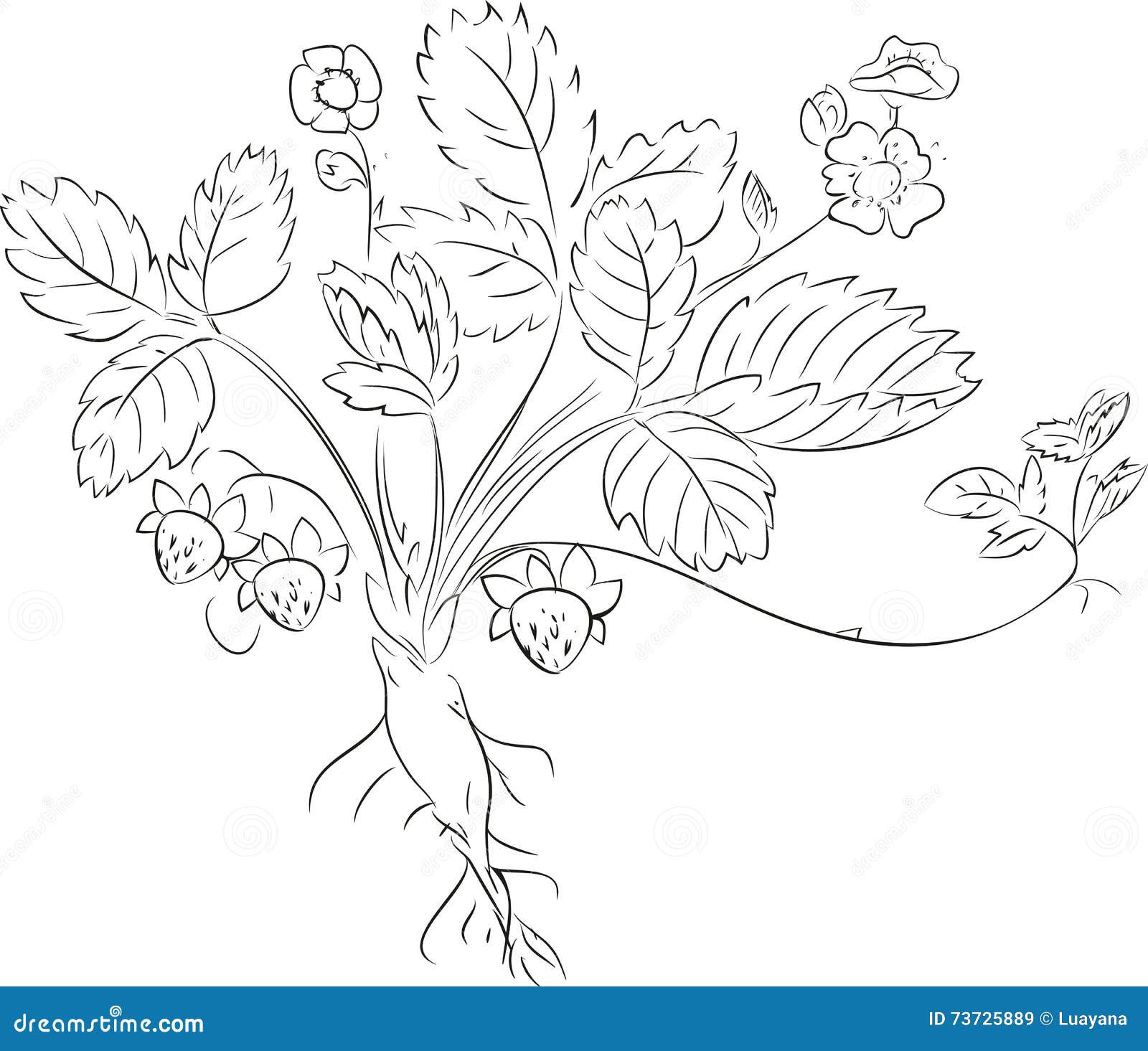 75,200+ Strawberry Plant Illustrations, Royalty-Free Vector Graphics & Clip  Art - iStock | Strawberry plant isolated, Strawberry plant on black, Strawberry  plant illustration