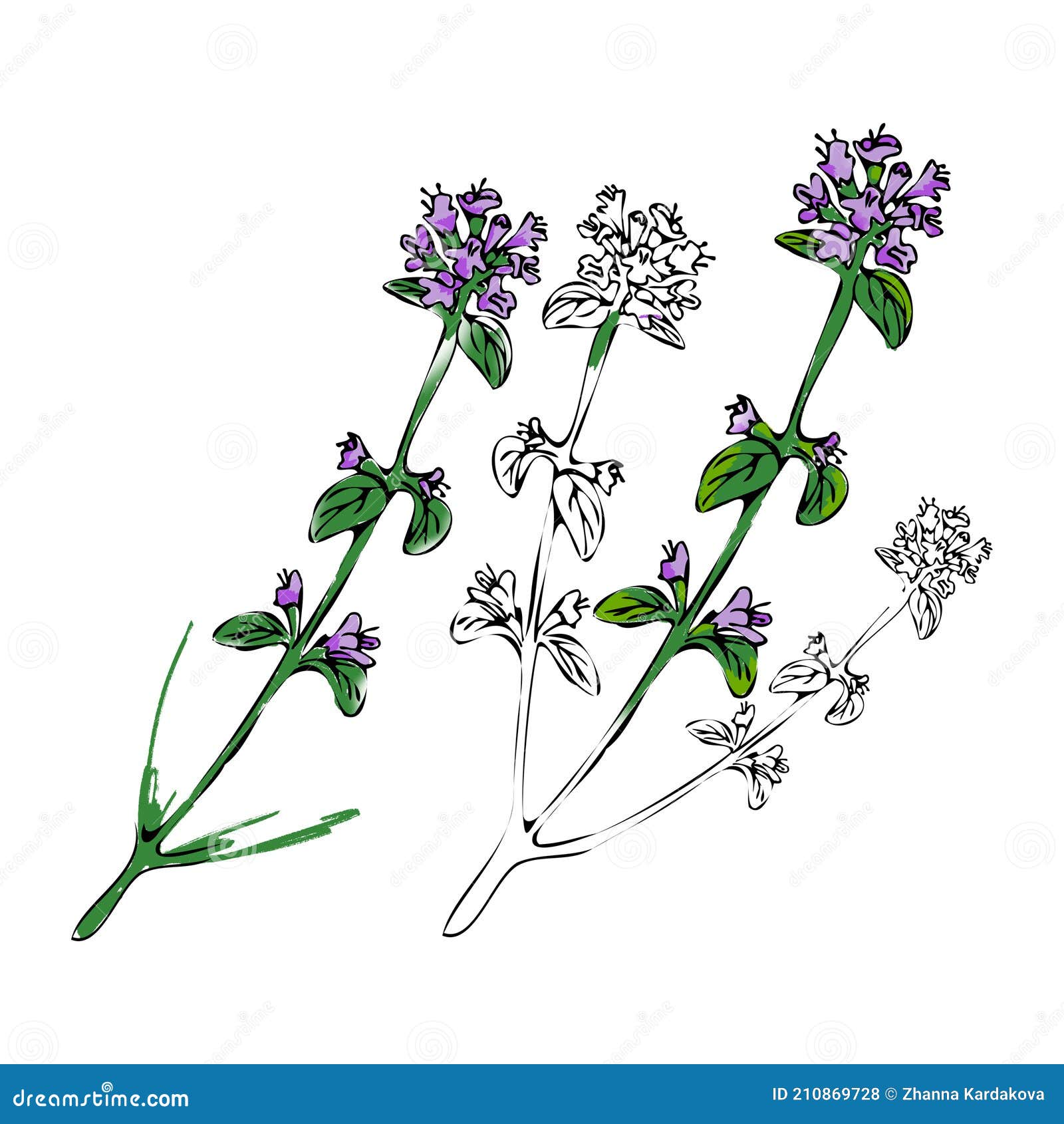 Sketch Style Digital Drawing of Thyme Partially Painted Isolated on