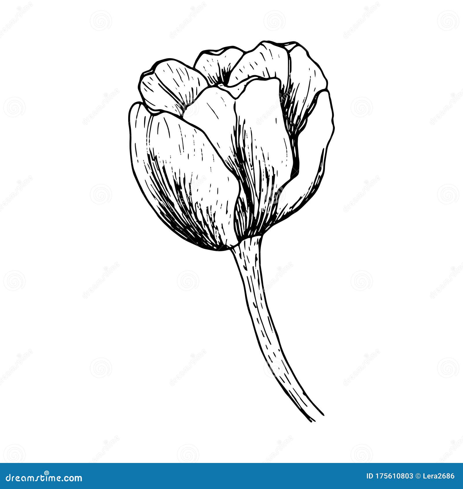 Sketch of a Tulip on a Stalk. Drawn by Hand. Blooming, Blossoming ...