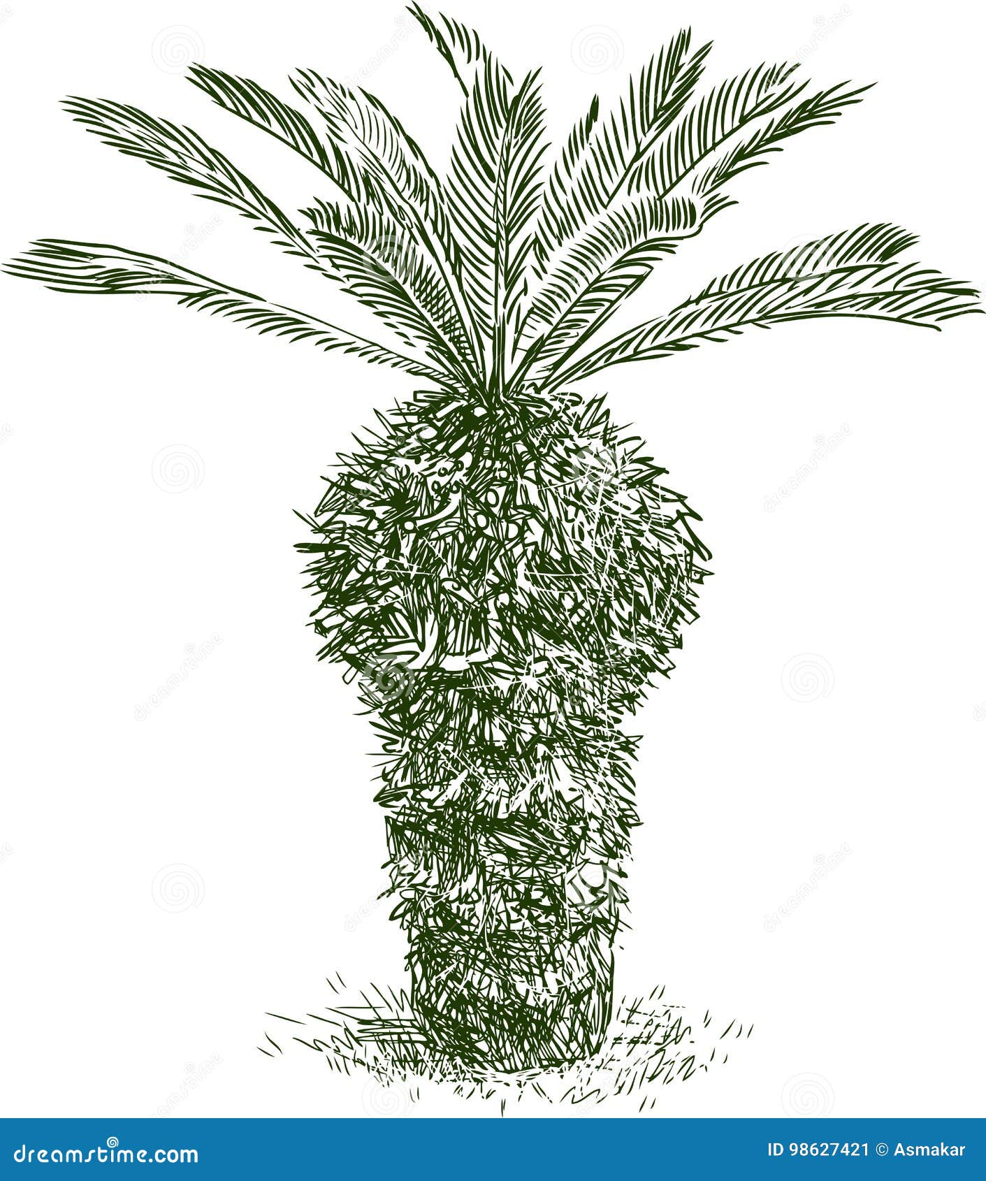 Sketch Of A Young Palm Tree Stock Vector Illustration Of
