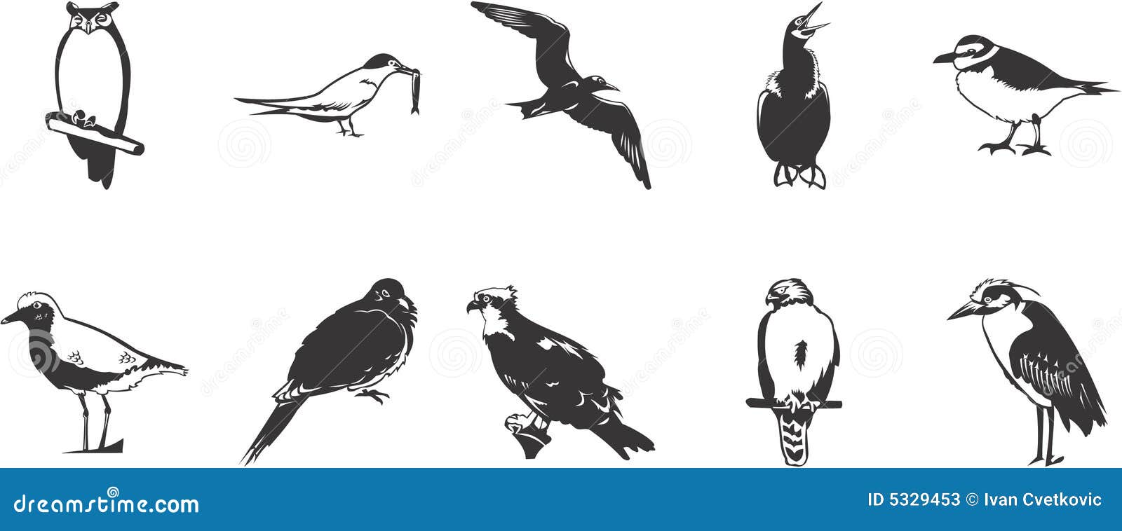 sketches of birds