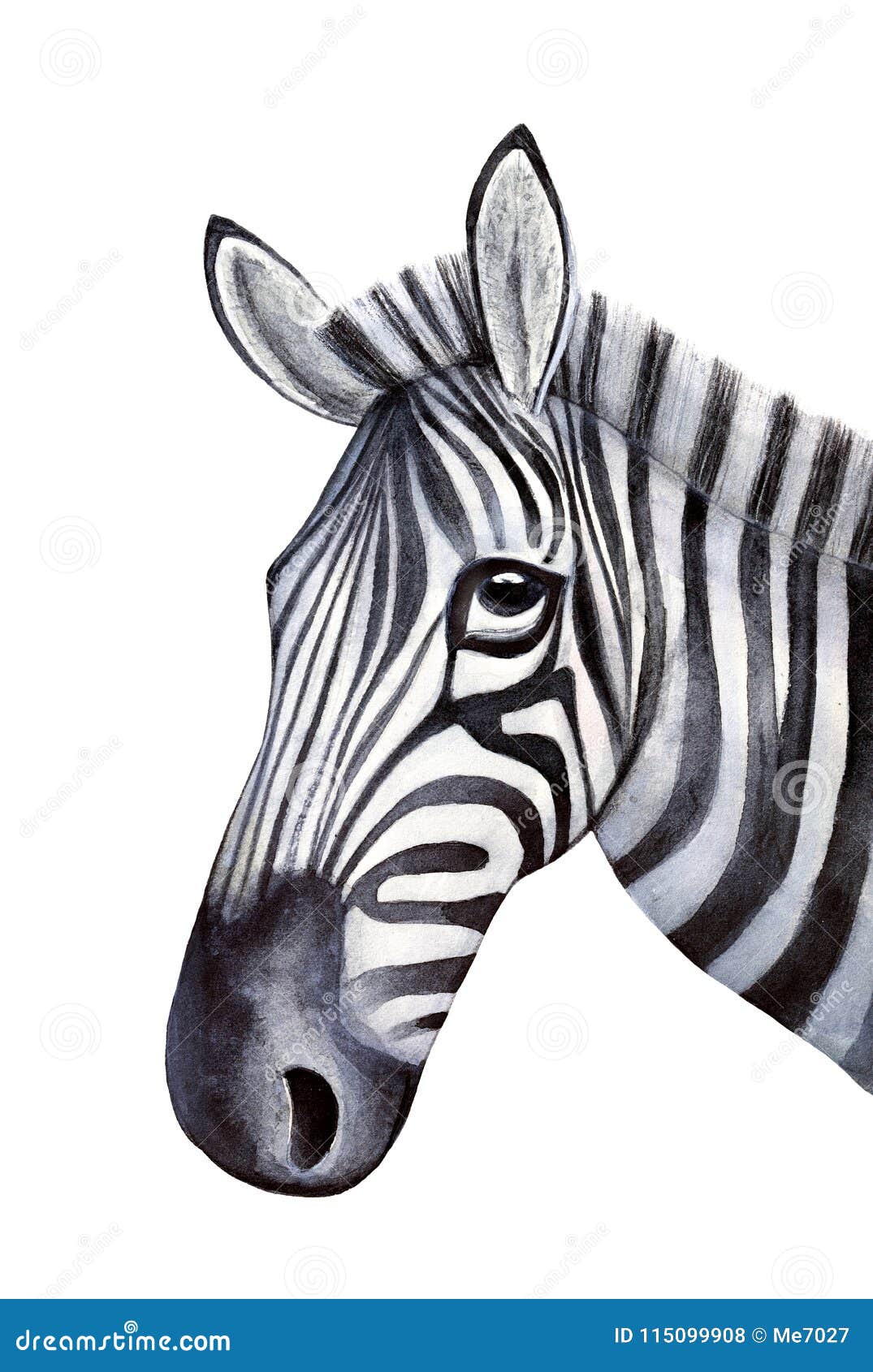 sketchy portrait of young zebra.