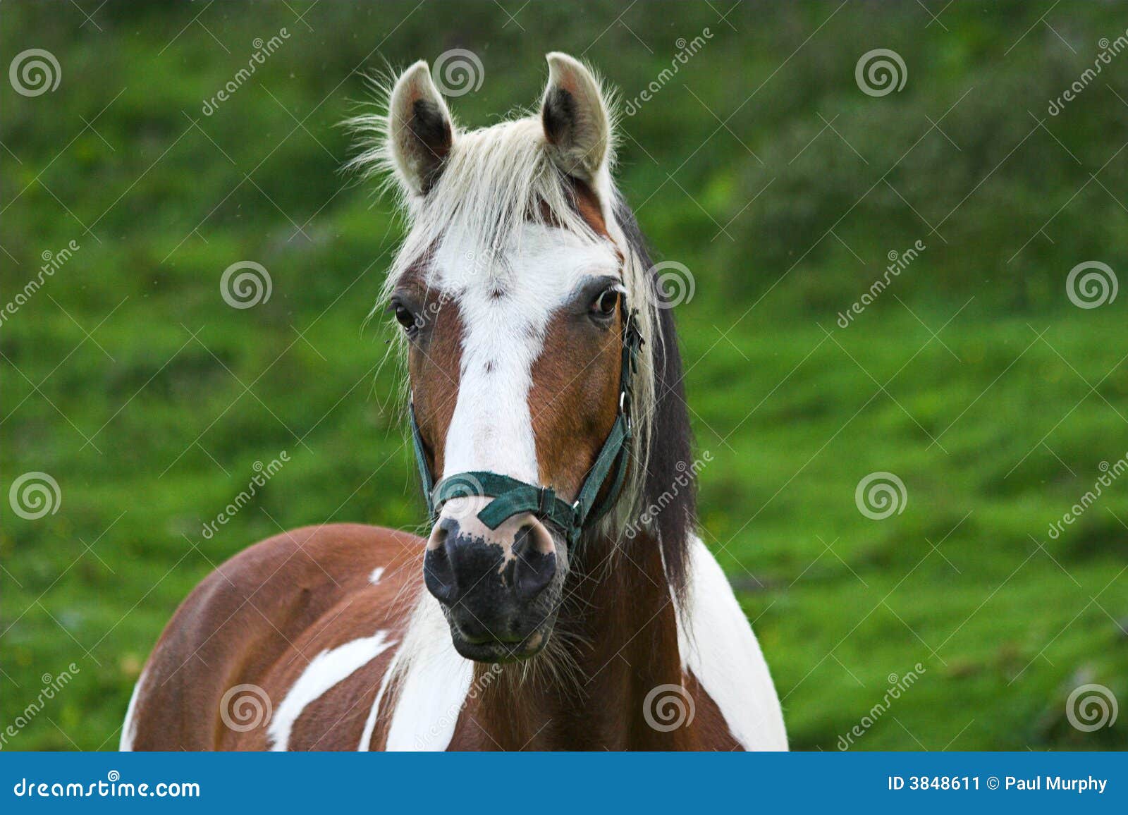 Skewbald Horse stock image. Image of trecking, horse, nature 3848611