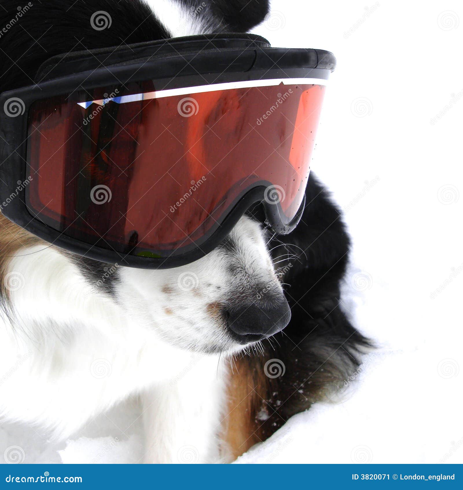 Ski Dog stock image. Image of protection, extreme, winter 3820071