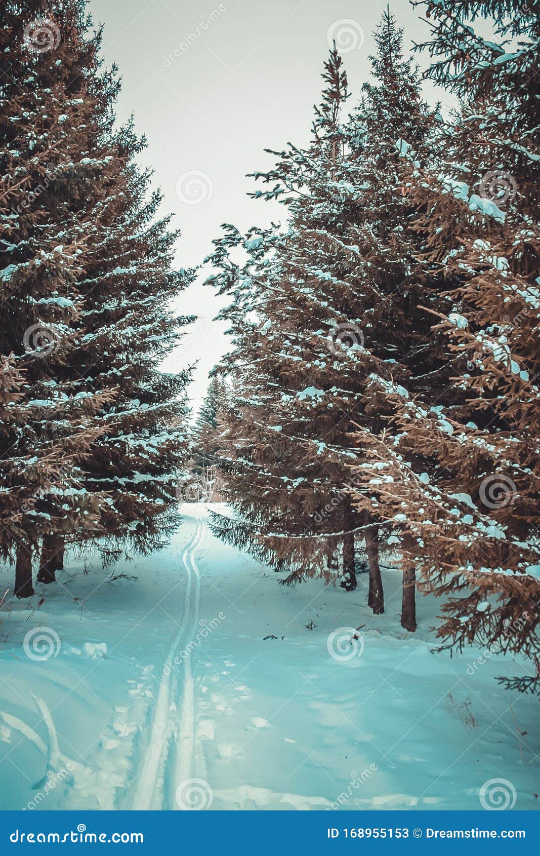 ski trail in coniferous forest