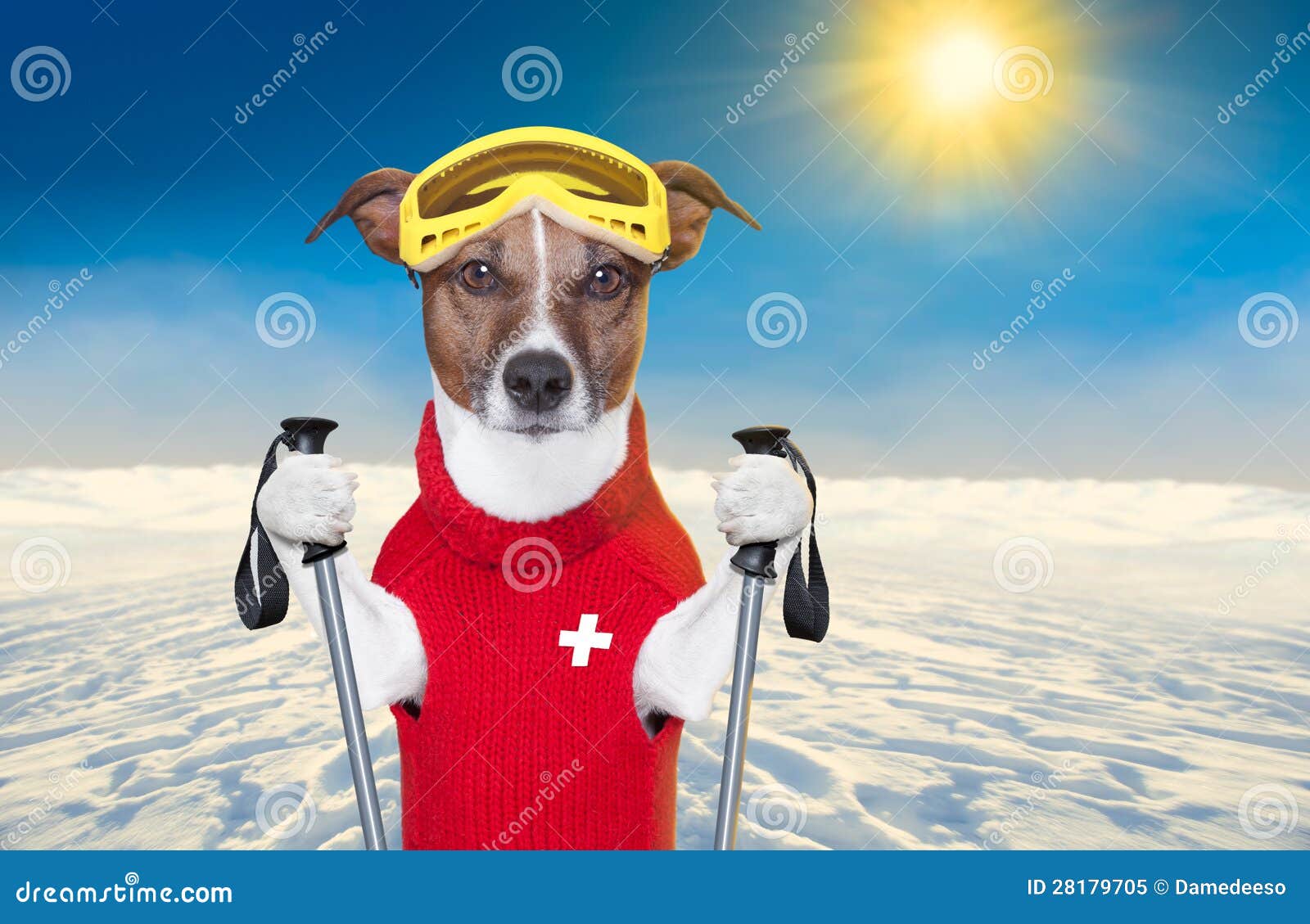 Skiing dog stock image. Image of blue, sportswear, cold 28179705