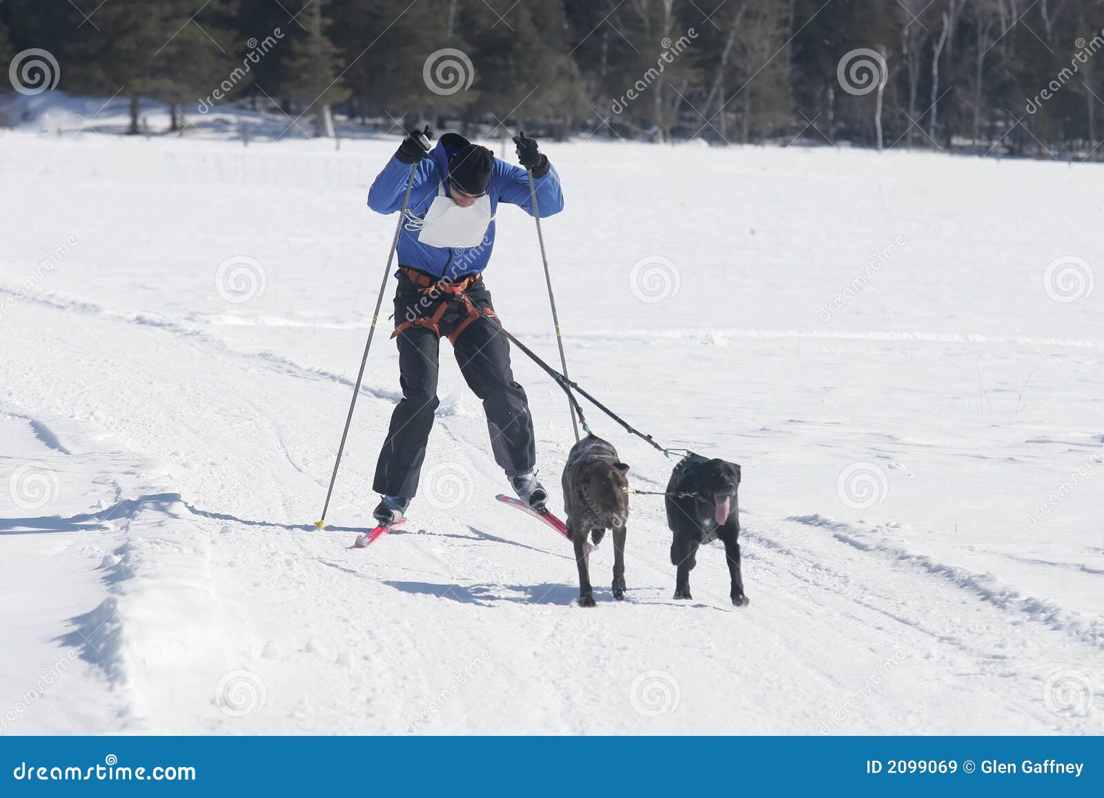 Skiing with dogs stock image. Image of outdoors, recreation 2099069