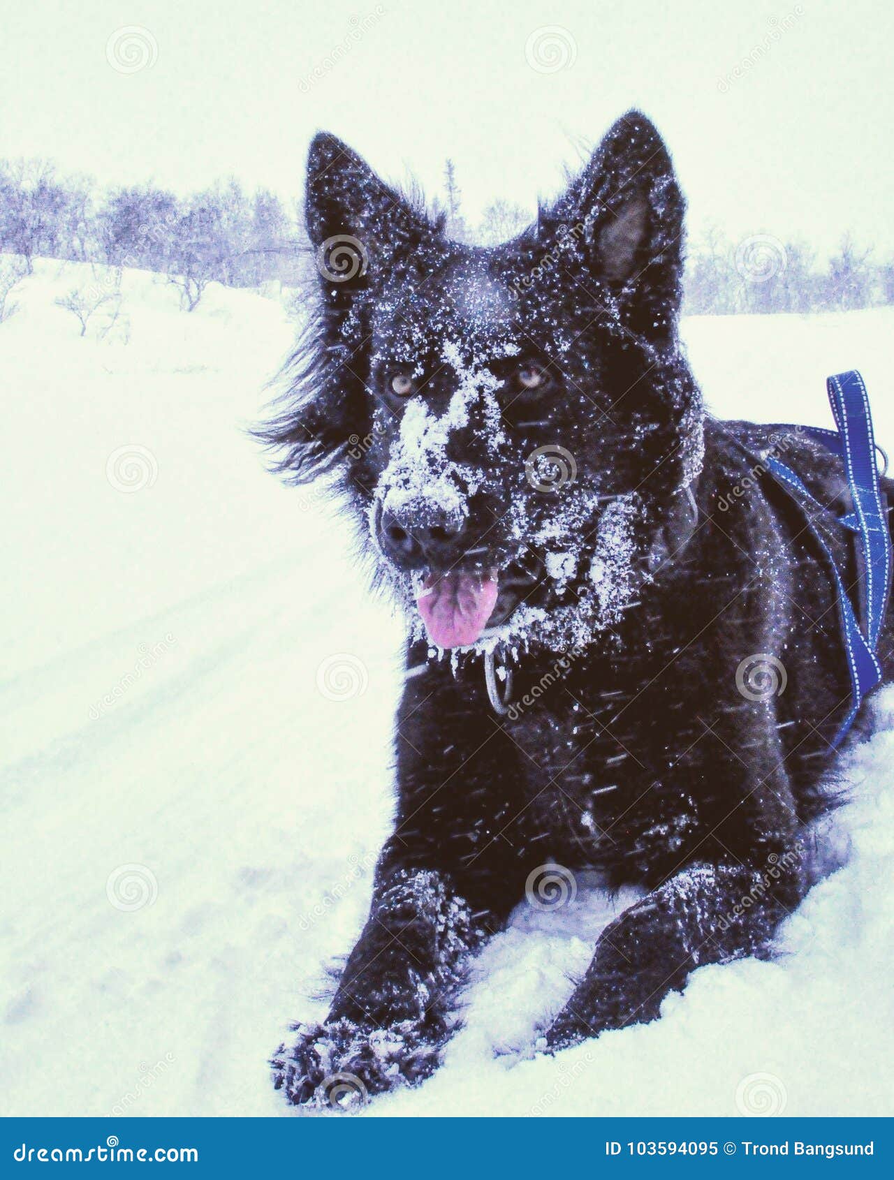 Skiing with my dog stock image. Image of winter, skiing 103594095