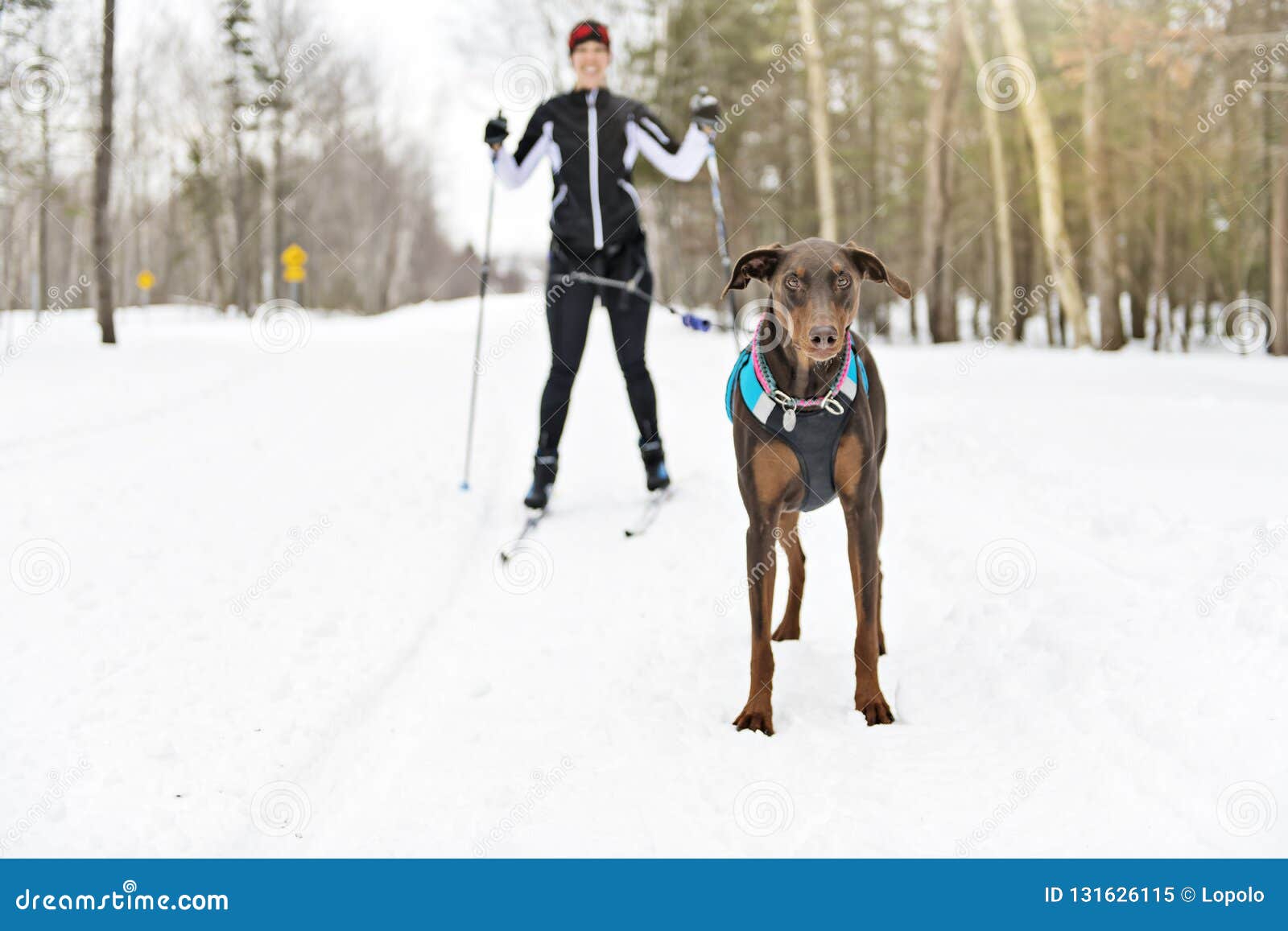 A Skijoring Woman Have Fun in Forest Stock Image Image of harness