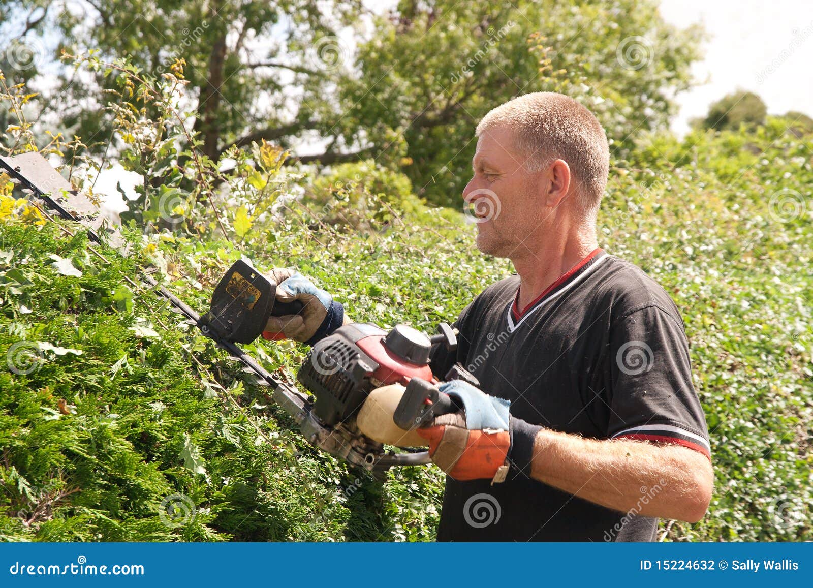 Skilled Workman Cutting Hedges Stock Photo Image of implement, garden 15224632