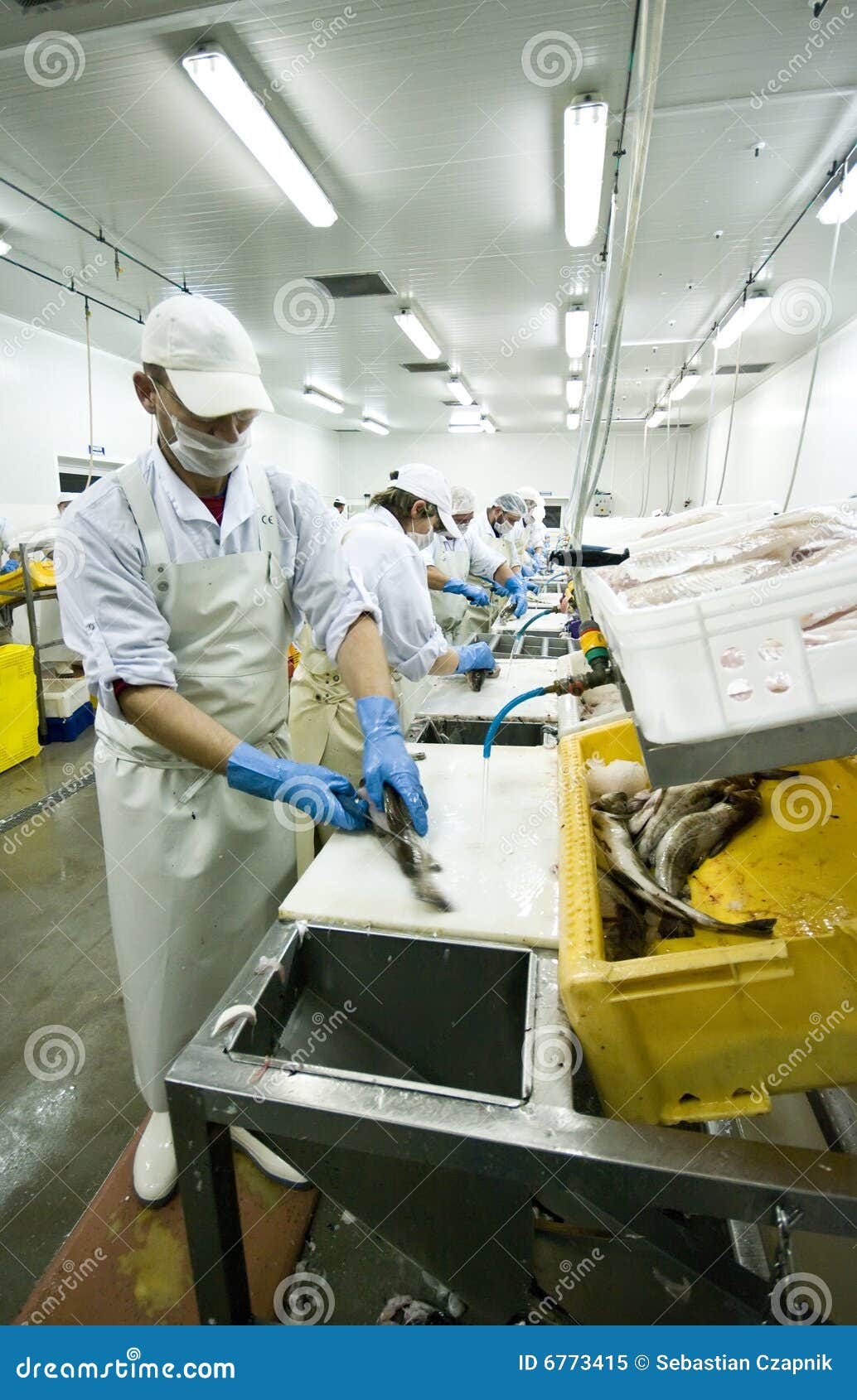 Skillful fish cutter stock image. Image of cutters, female 6773415