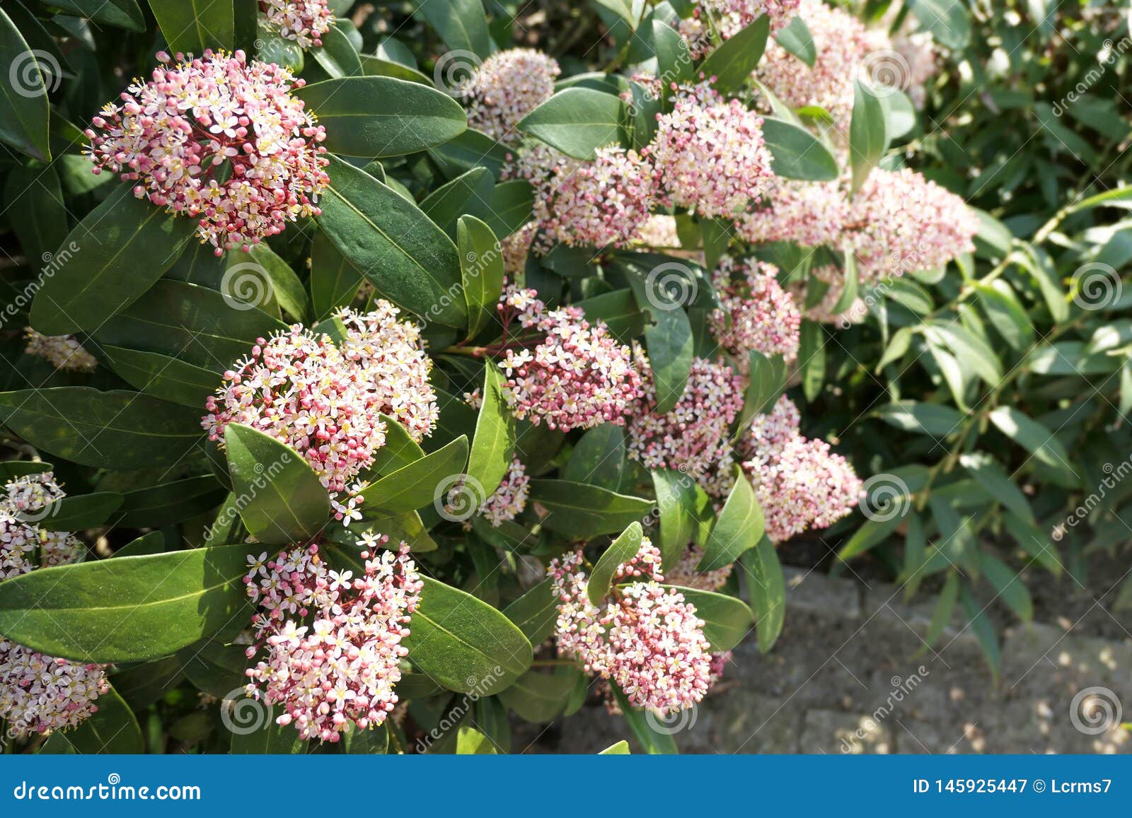 images Japonica Bush Photos https www dreamstime com skimmia japonica bush bloom spring time image145925447