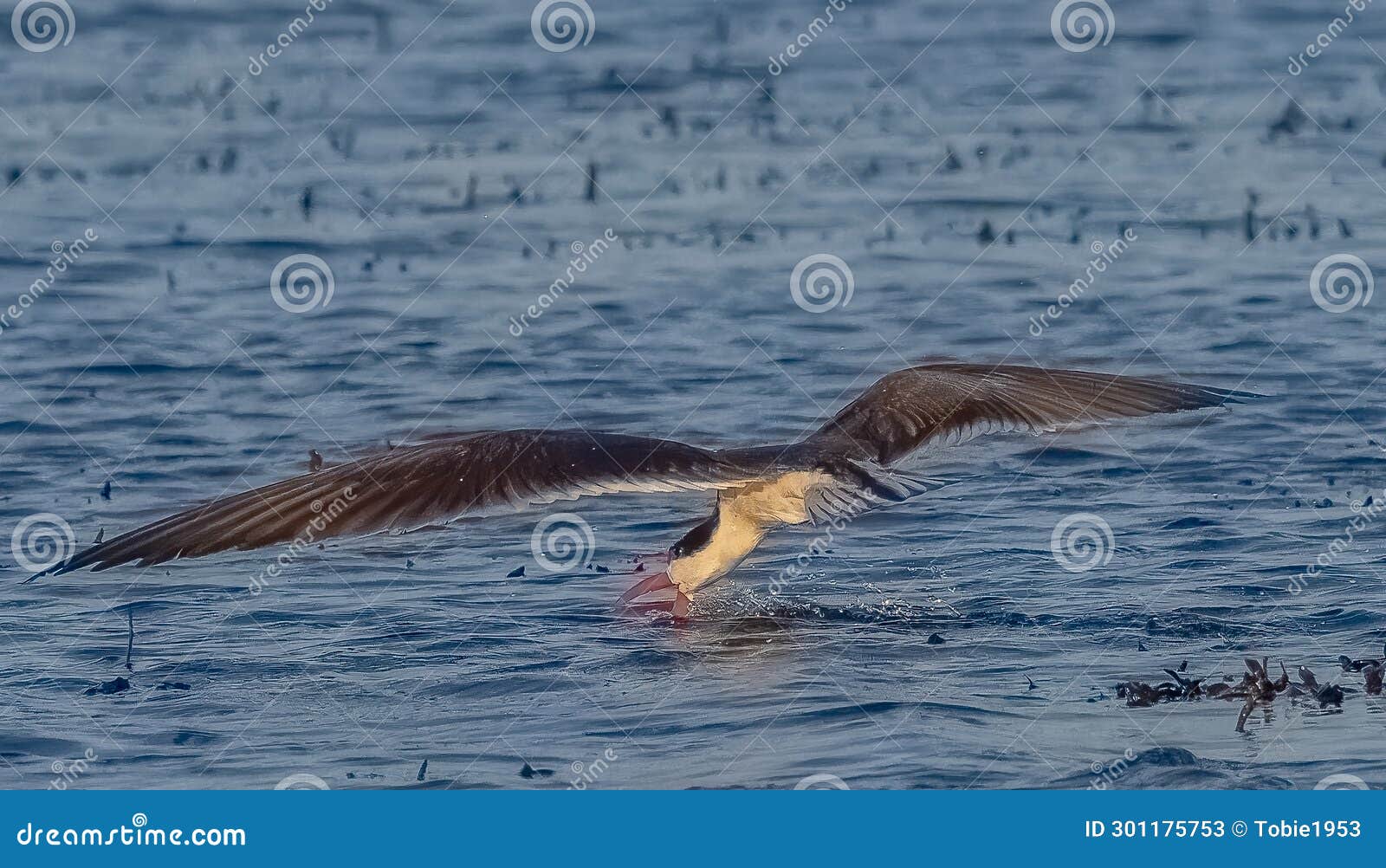 Skimming the Chobe River for Fish Stock Image Image of birds, fishing