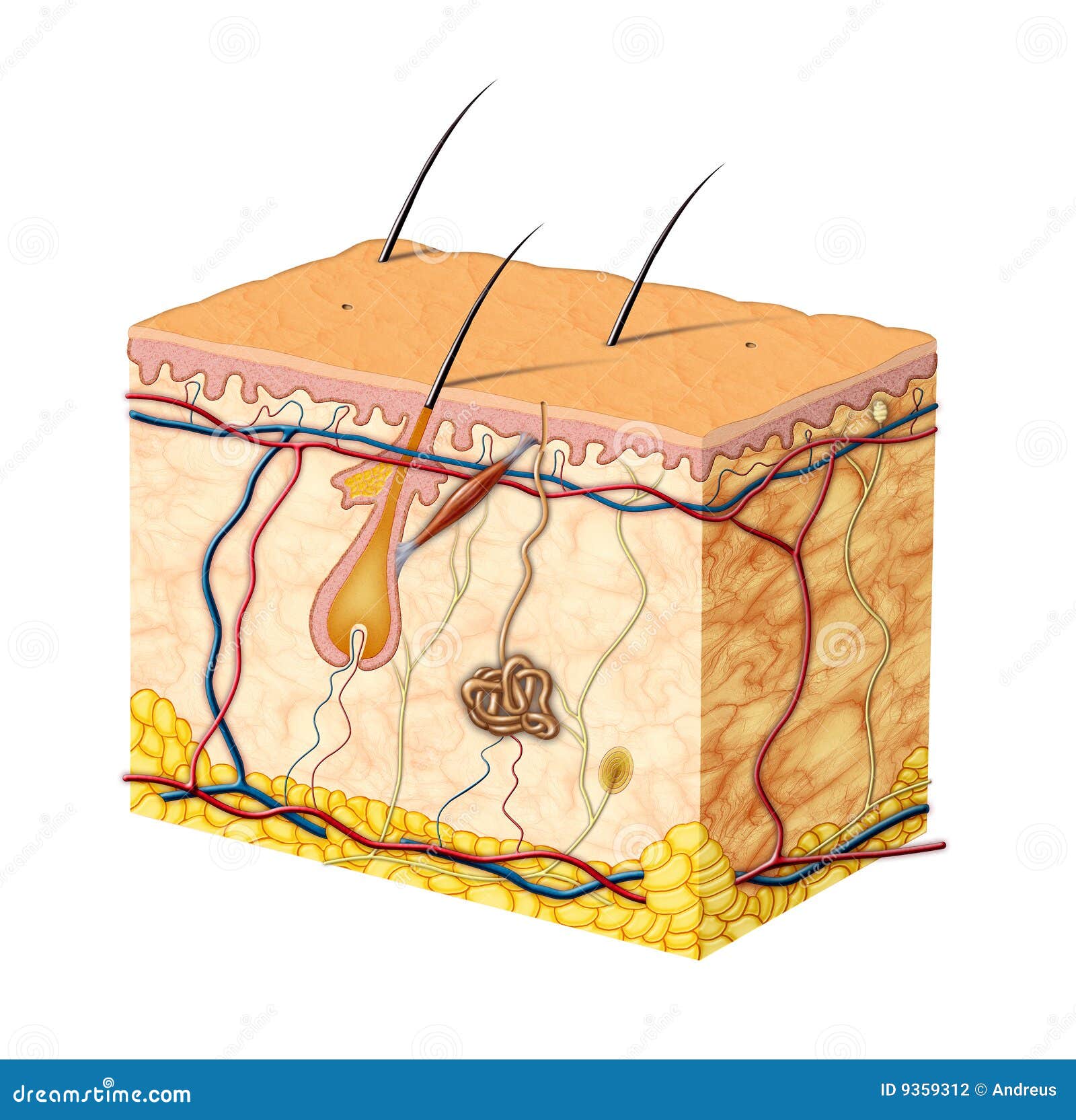 Skin anatomy stock illustration. Illustration of epidermis - 9359312