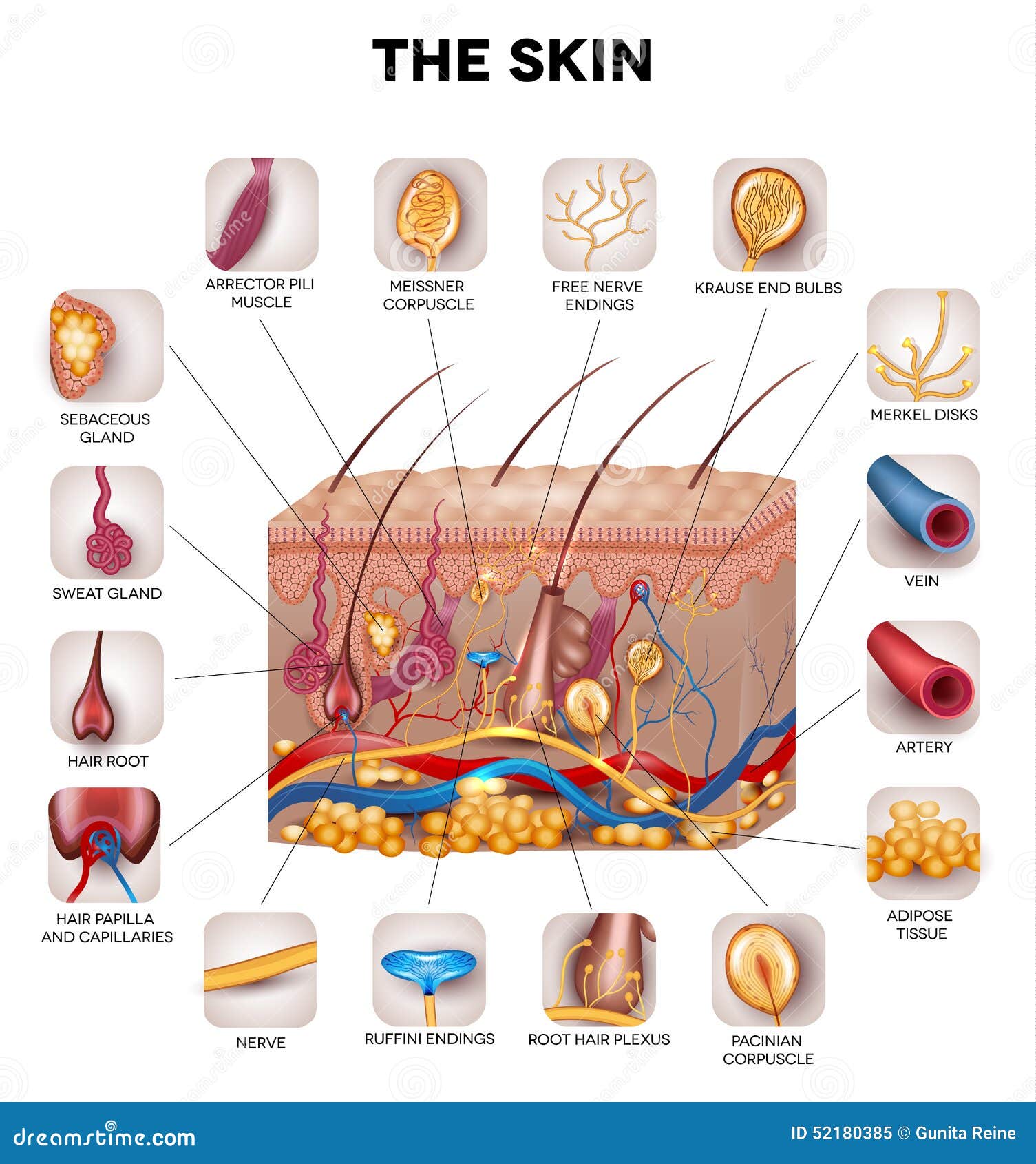 Skin Anatomy Stock Vector - Image: 52180385