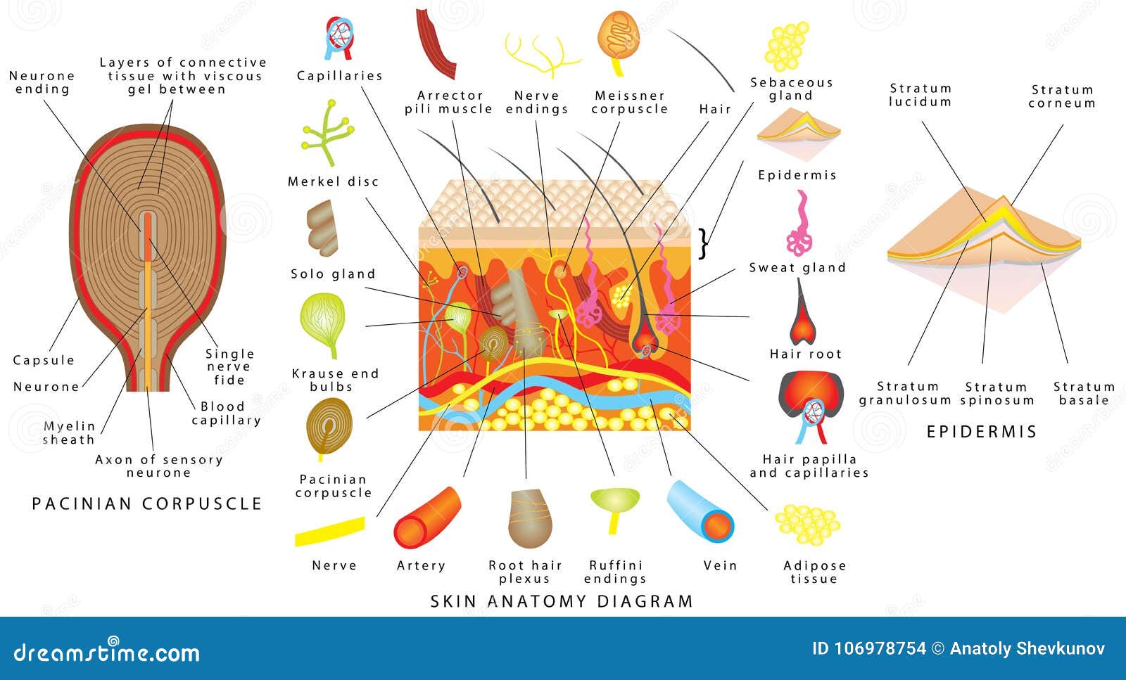 skin anatomy diagram