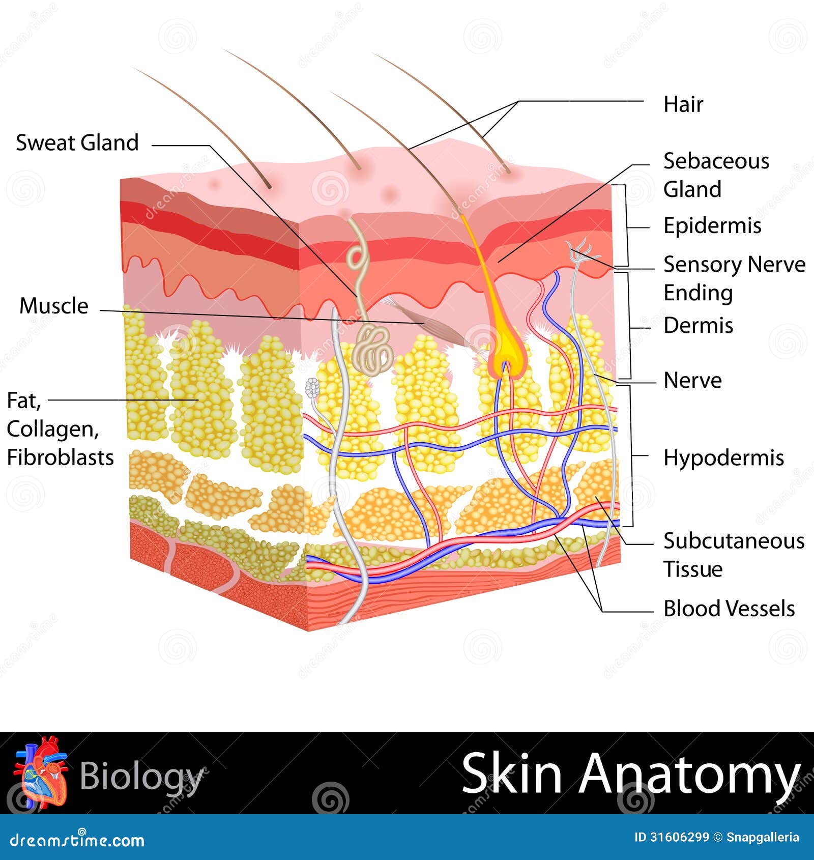 Skin Anatomy stock illustration. Image of healthcare - 31606299