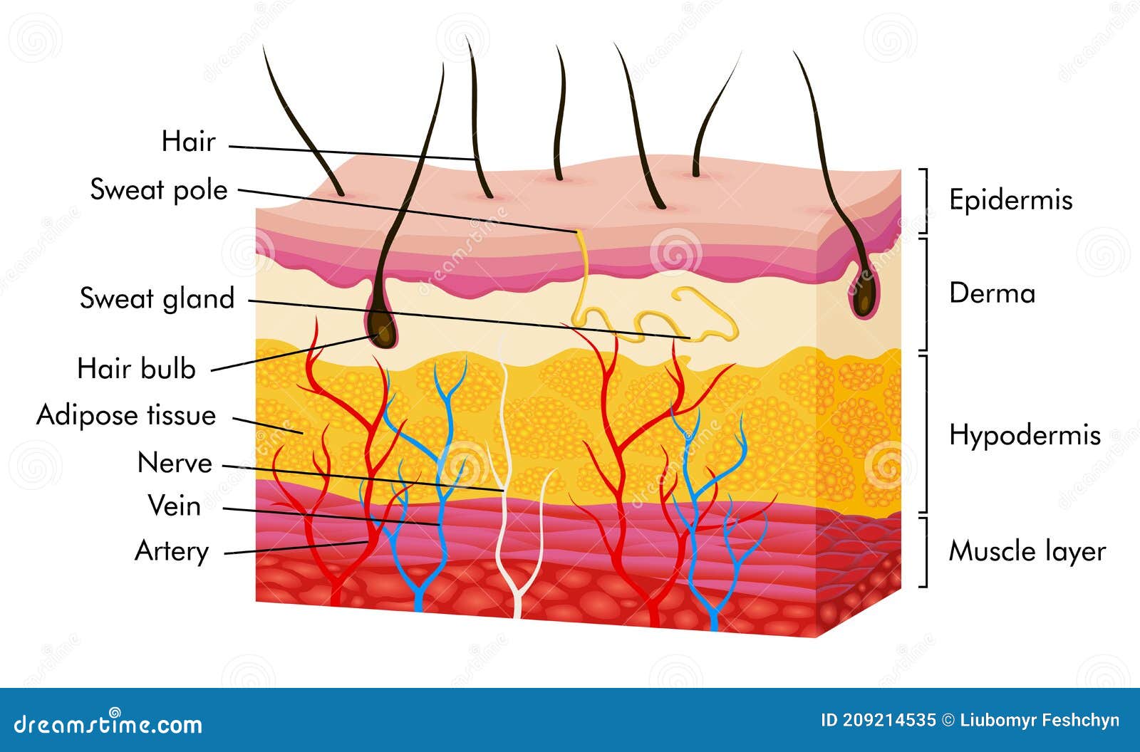 skin anatomy. human body skin   with parts vein artery hair sweat gland epidermis dermis and