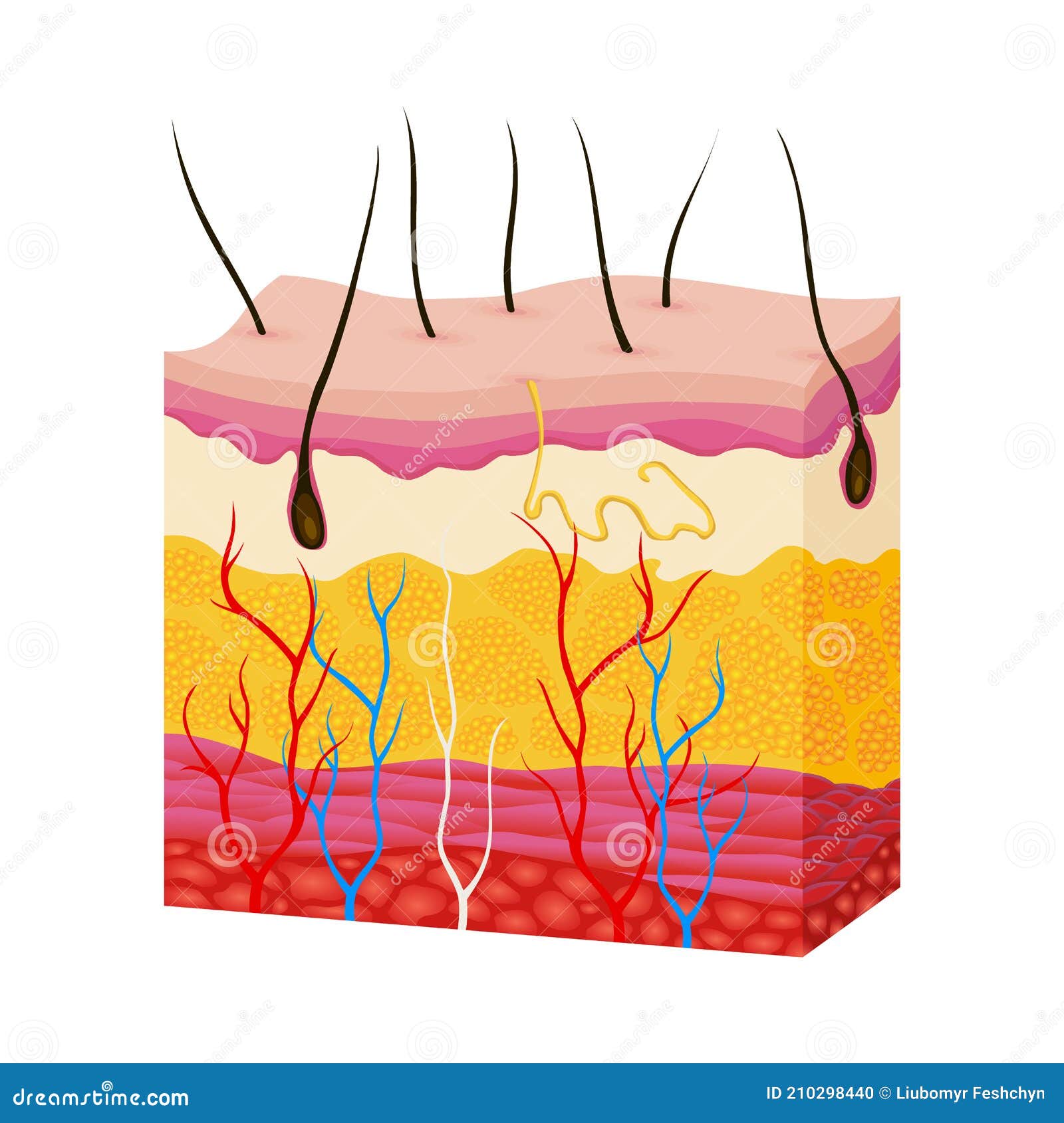 skin anatomy. human body skin   with parts vein artery hair sweat gland epidermis dermis and