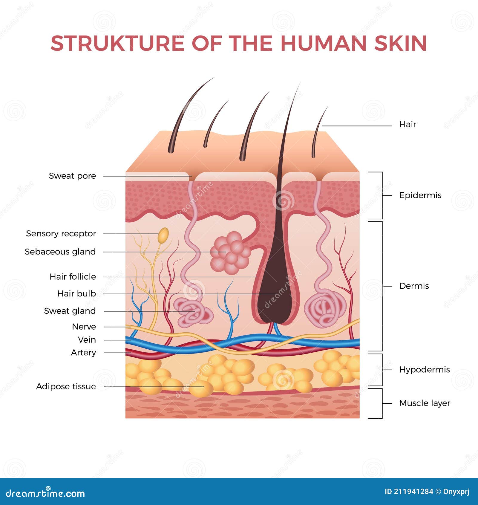 skin anatomy. human normal skin dermis epidermis adipose layers recent  biological infographic
