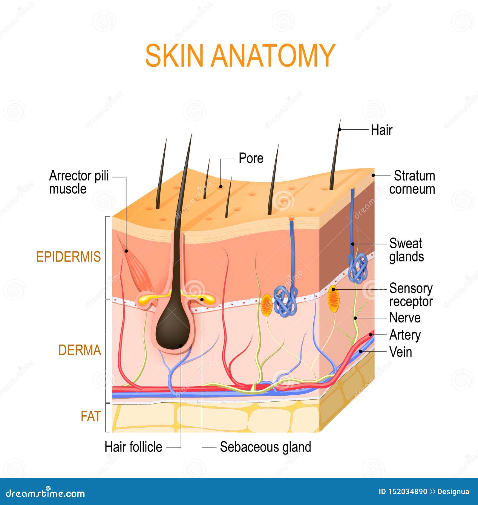 skin anatomy. layers: epidermis with hair follicle, sweat and sebaceous glands, derma and fat hypodermis