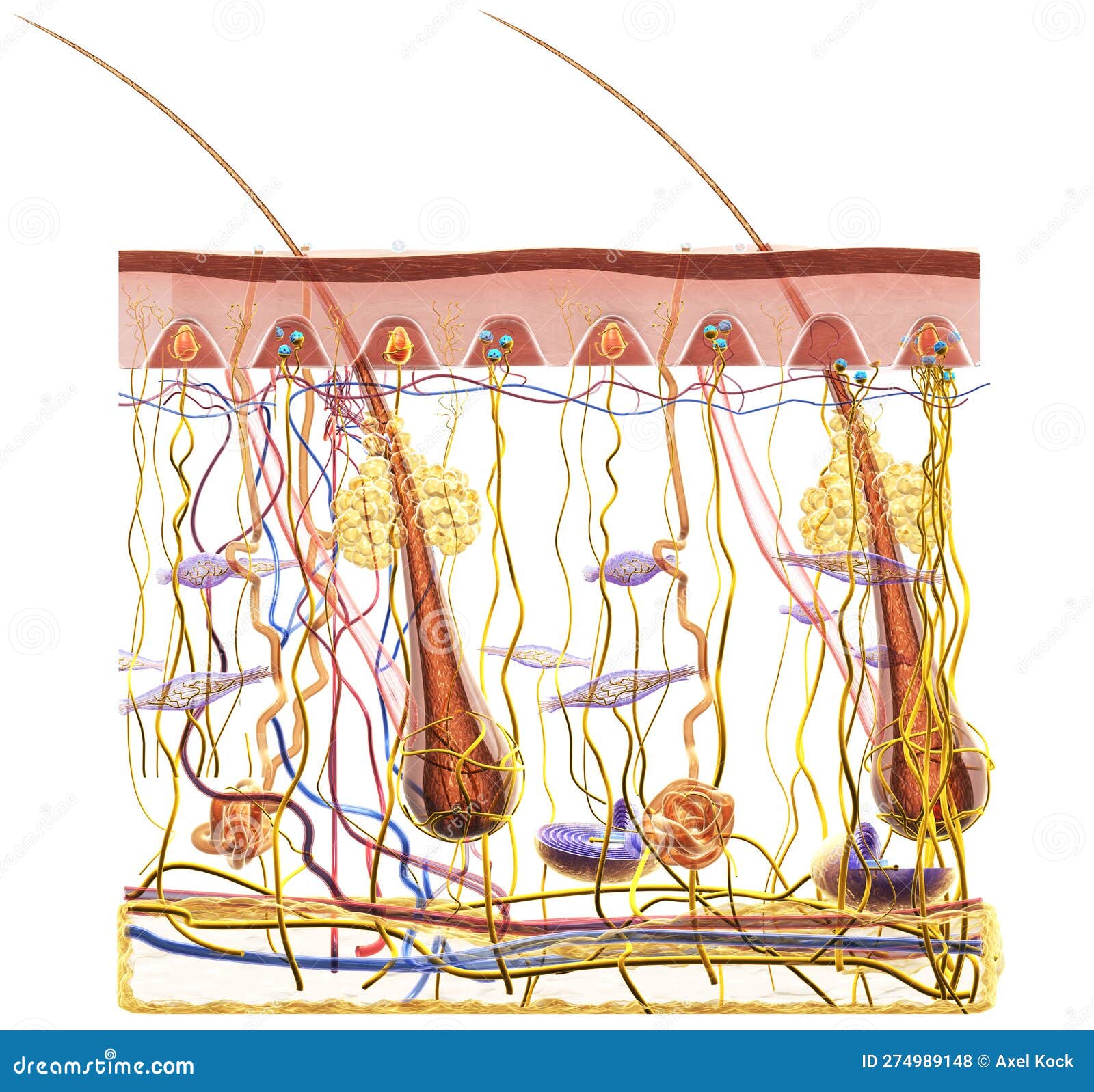 Skin Anatomy. Sensory Receptors. 3D Illustration Stock Illustration ...