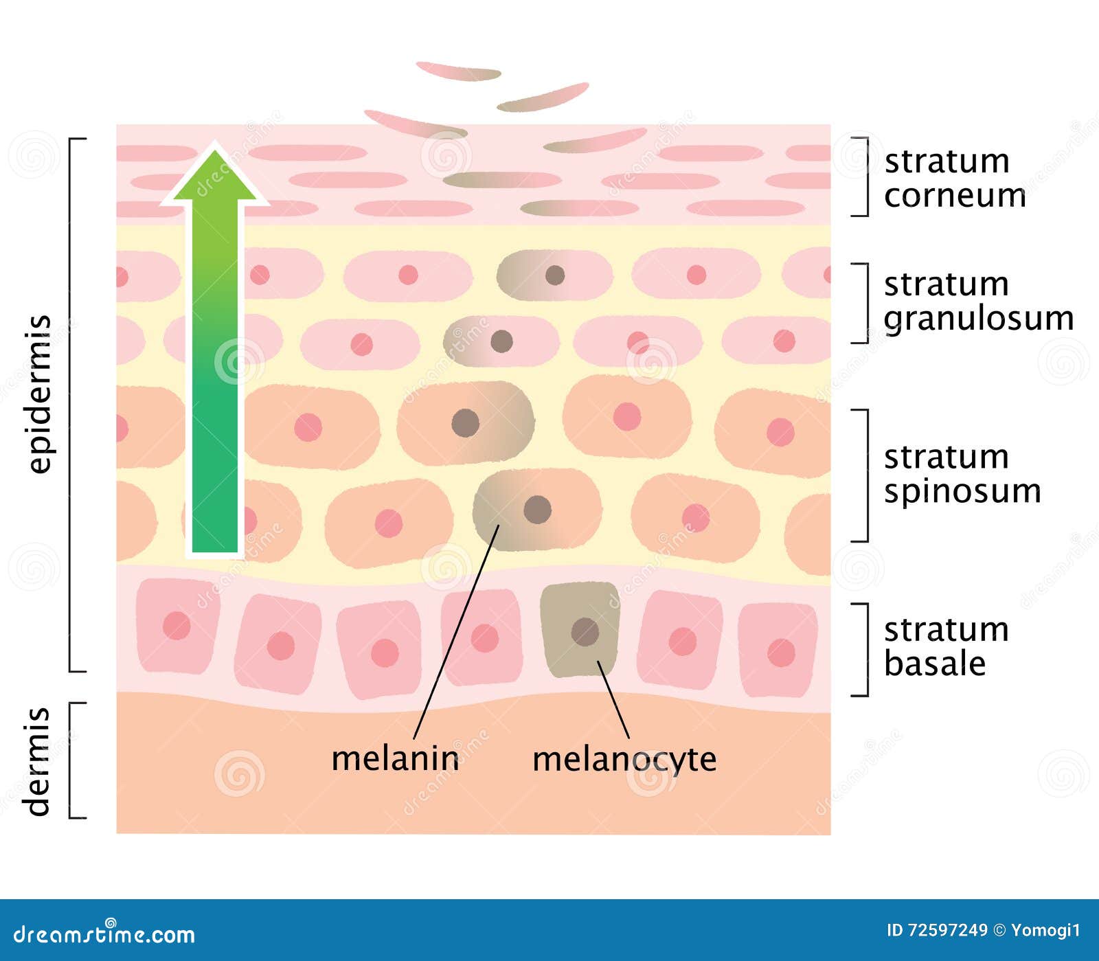 cell turnover cell turnover
