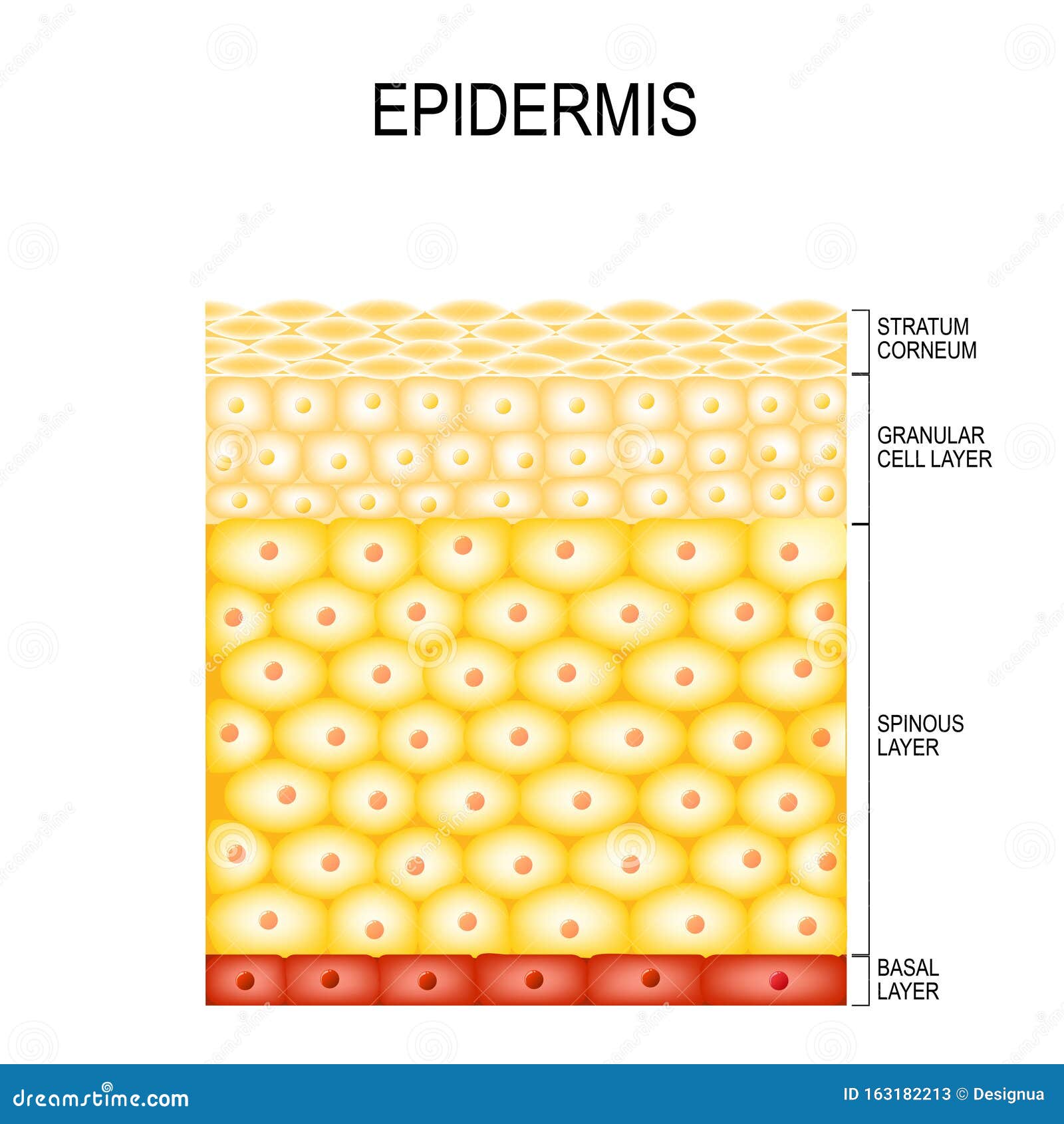 skin cells and structure layers of epidermis