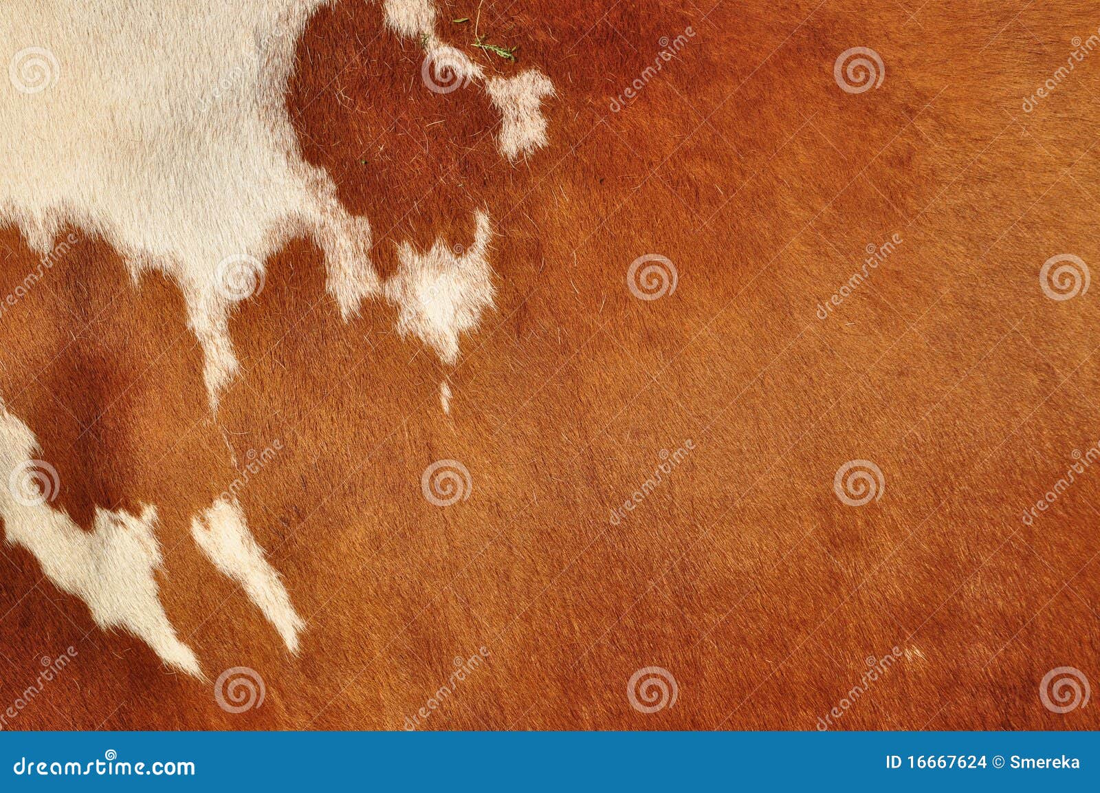 Skin of a cow stock photo. Image of animal, skin, background 16667624