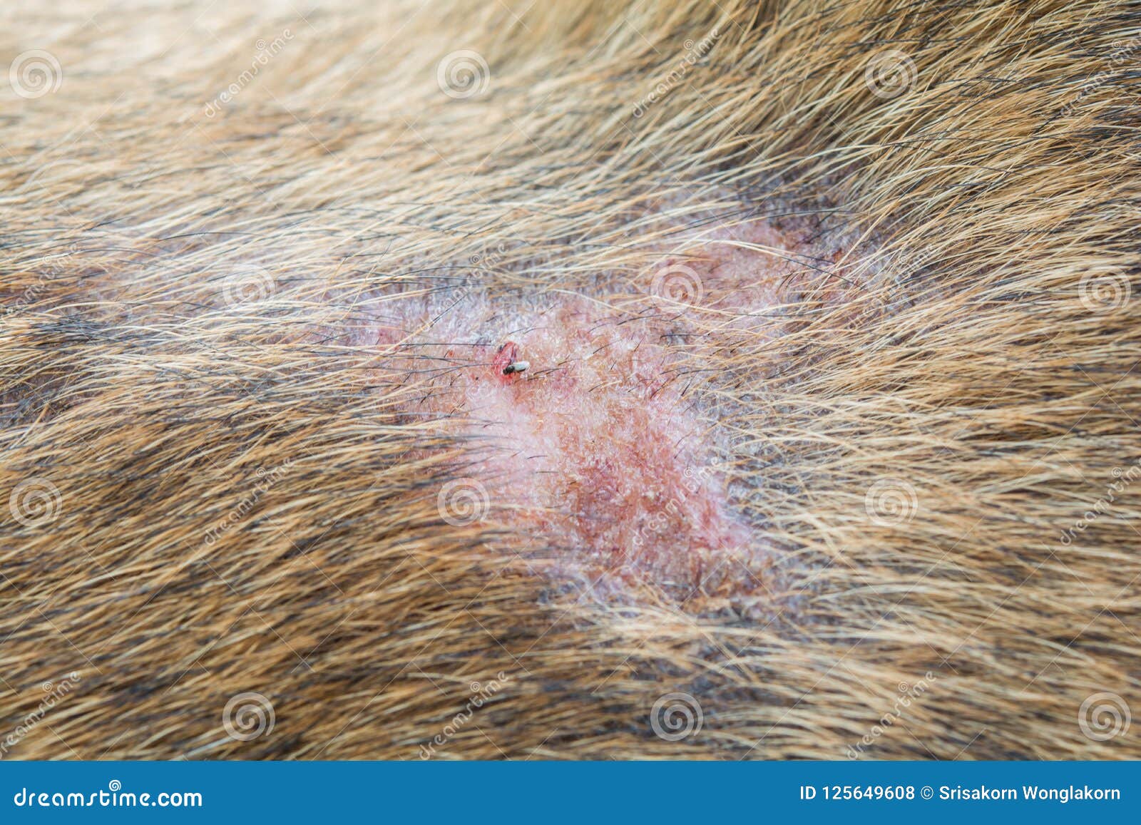 Skin disease in dogs. stock photo. Image of animal ...