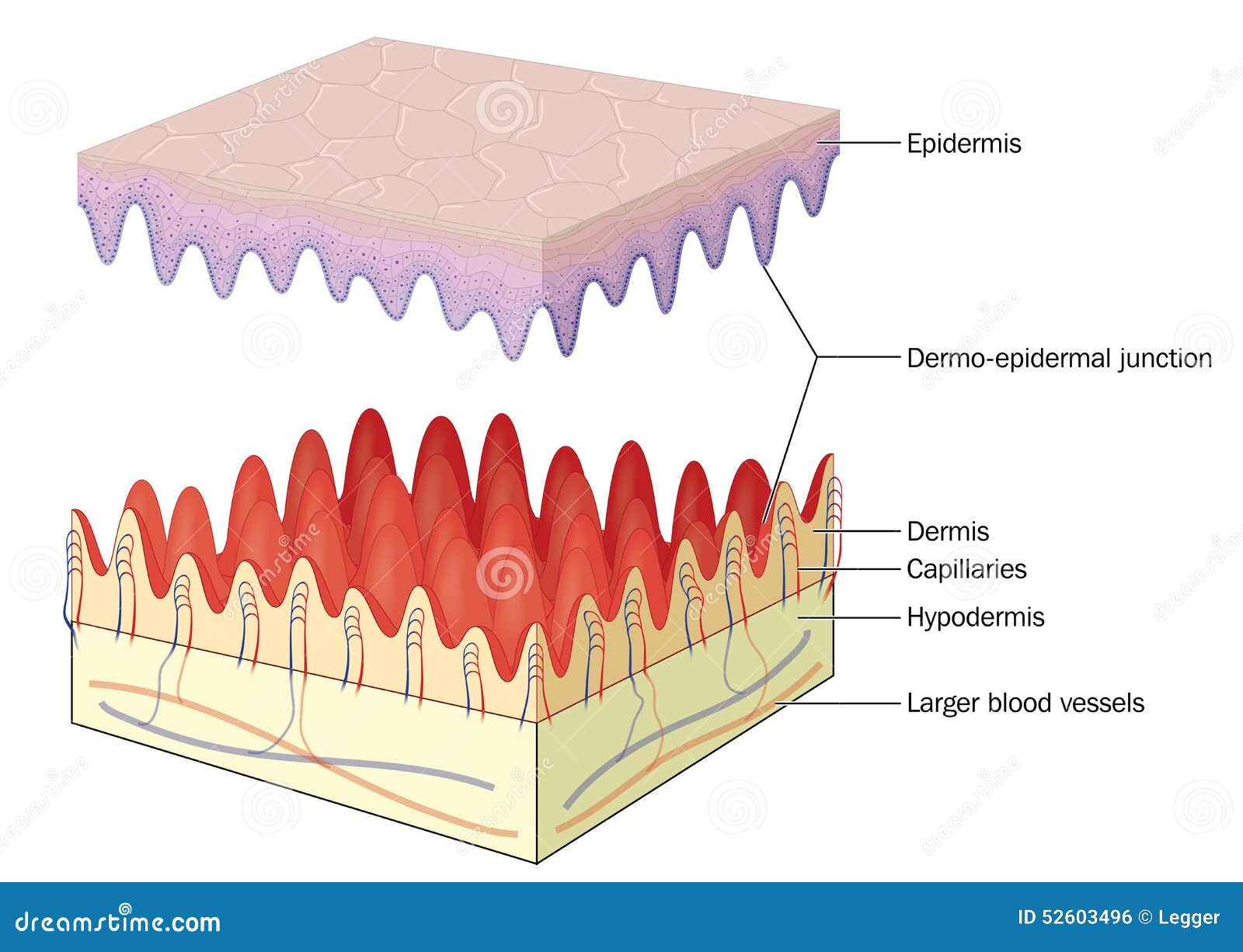 skin epidermal dermal junction