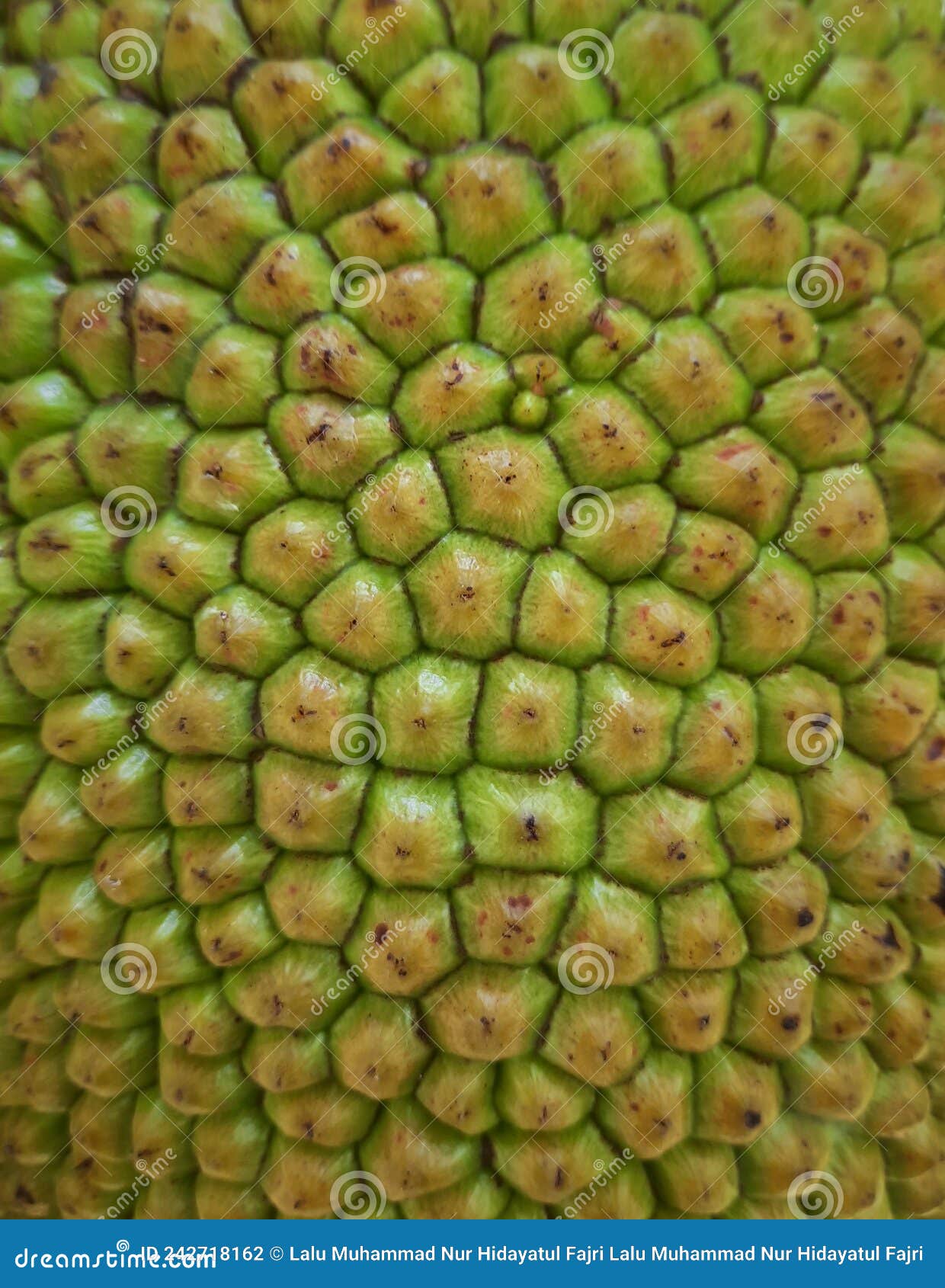 Jackfruit Skin stock photo. Image of closeup, tree, details 242718162