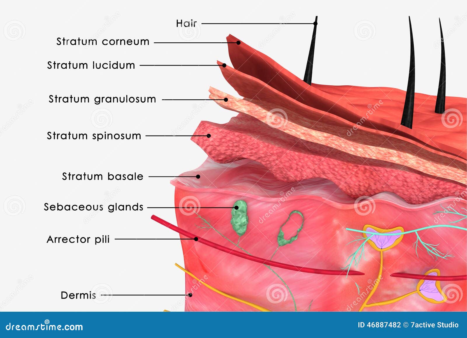 Label the skin structures