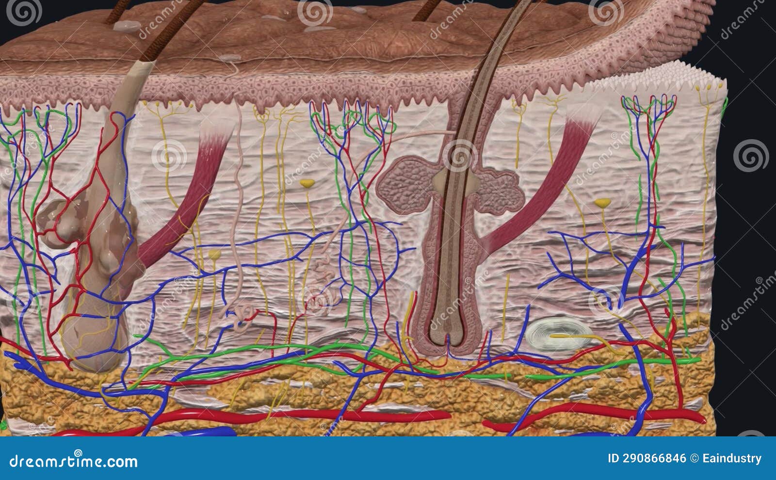 Skin is the Largest Organ in the Body and Covers the Body S Entire