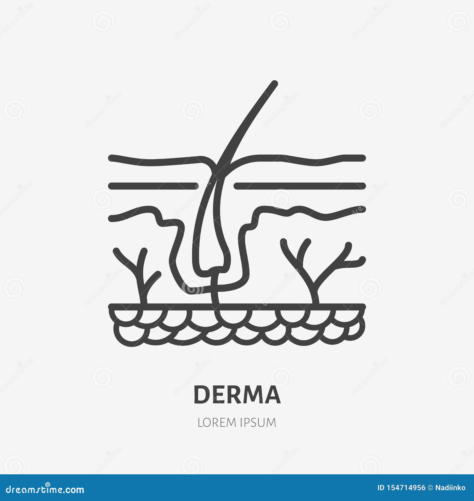 skin layer flat line icon.  thin pictogram of human epidermis, outline  for dermatology clinic