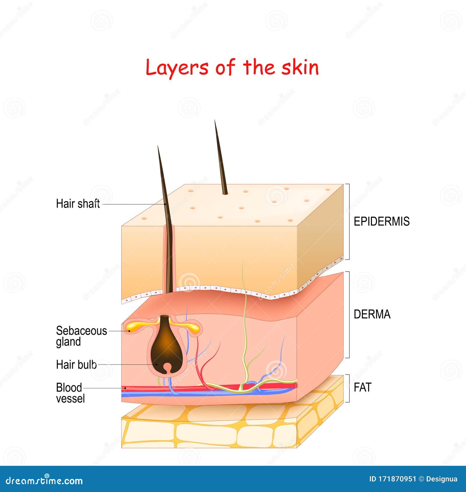skin layers. epidermis, dermis, hypodermis fat