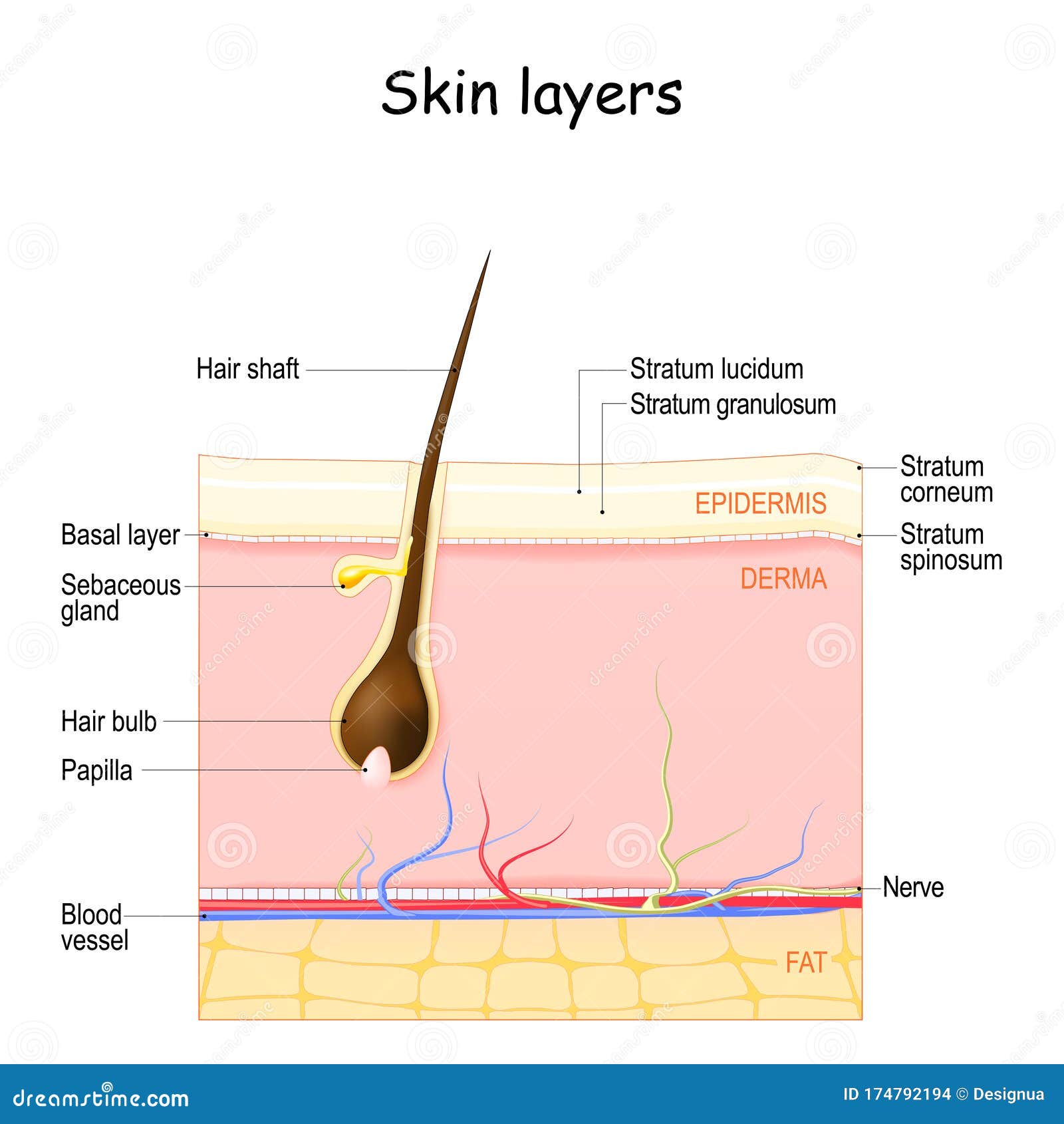 skin layers: epidermis, dermis, hypodermis