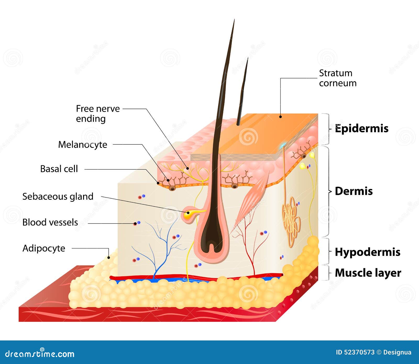 The Three Layers of Skin and How They Function  LOA SKIN